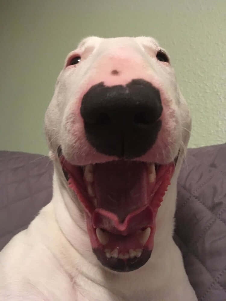 Walter The Dog - Man's Best Friend Background
