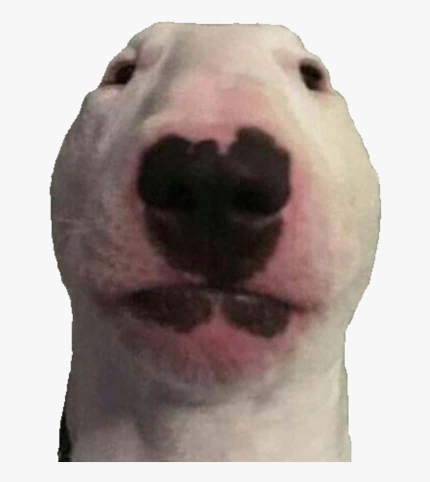 Walter The Dog Taking A Nap Background