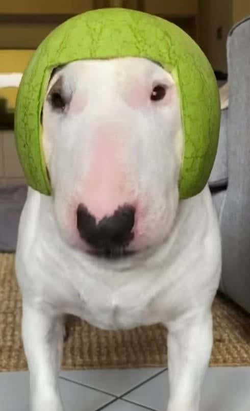Walter The Dog Watermelon Helmet Background