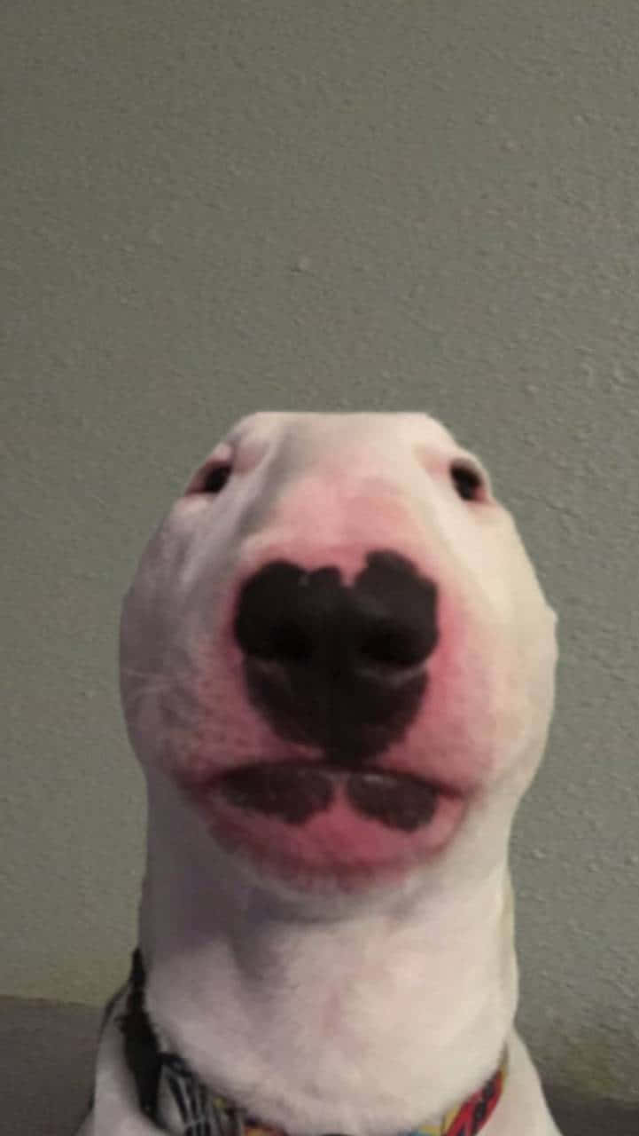 Walter The Lovable Rescue Pup Brightens Up The Day With His Energy Background