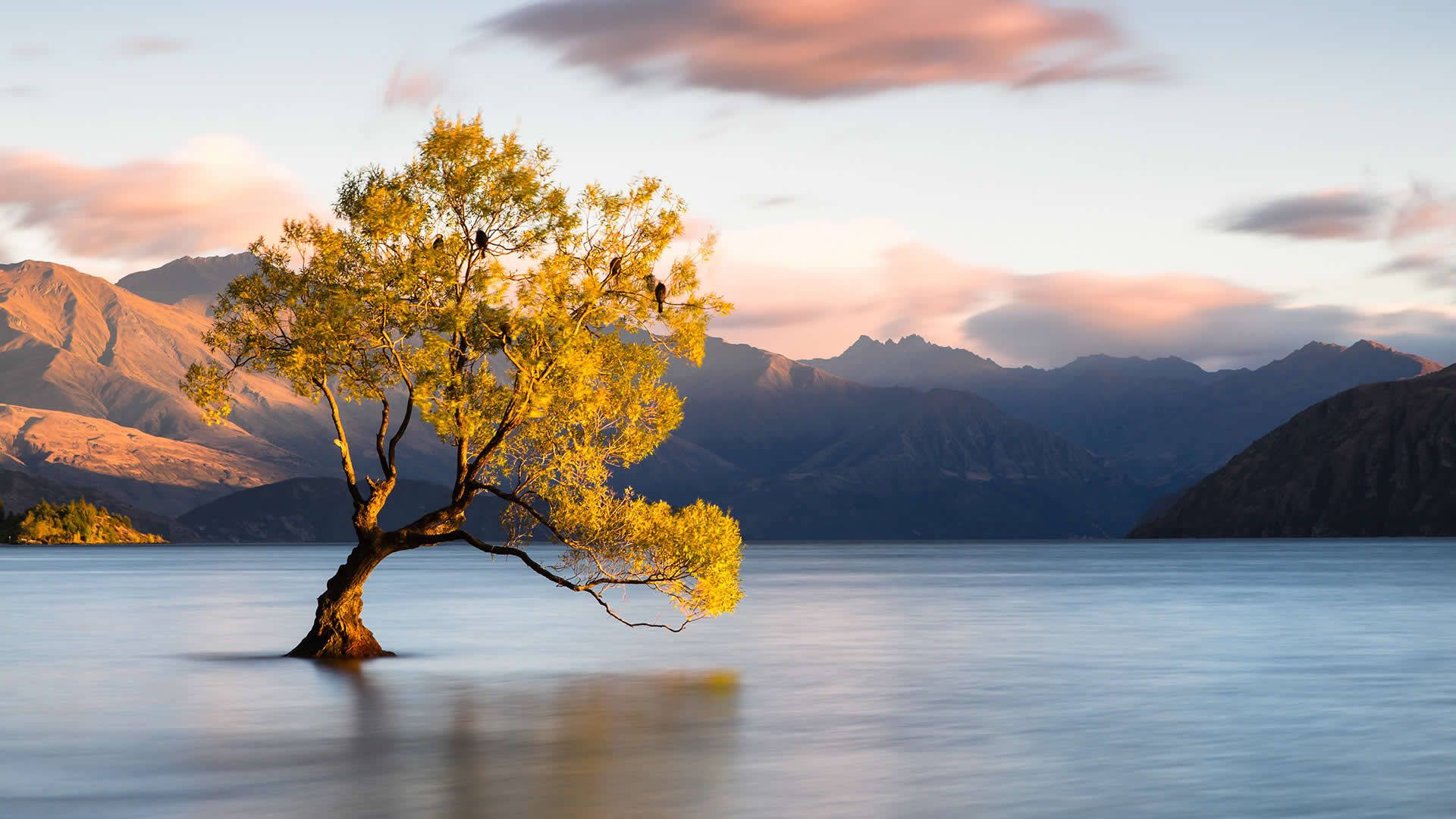 Wanaka Tree In New Zealand Background