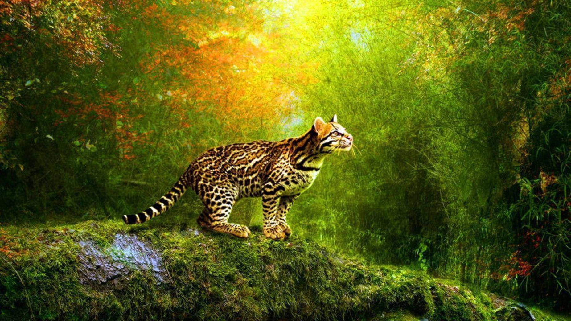 Wandering Leopard 3d Animation Background