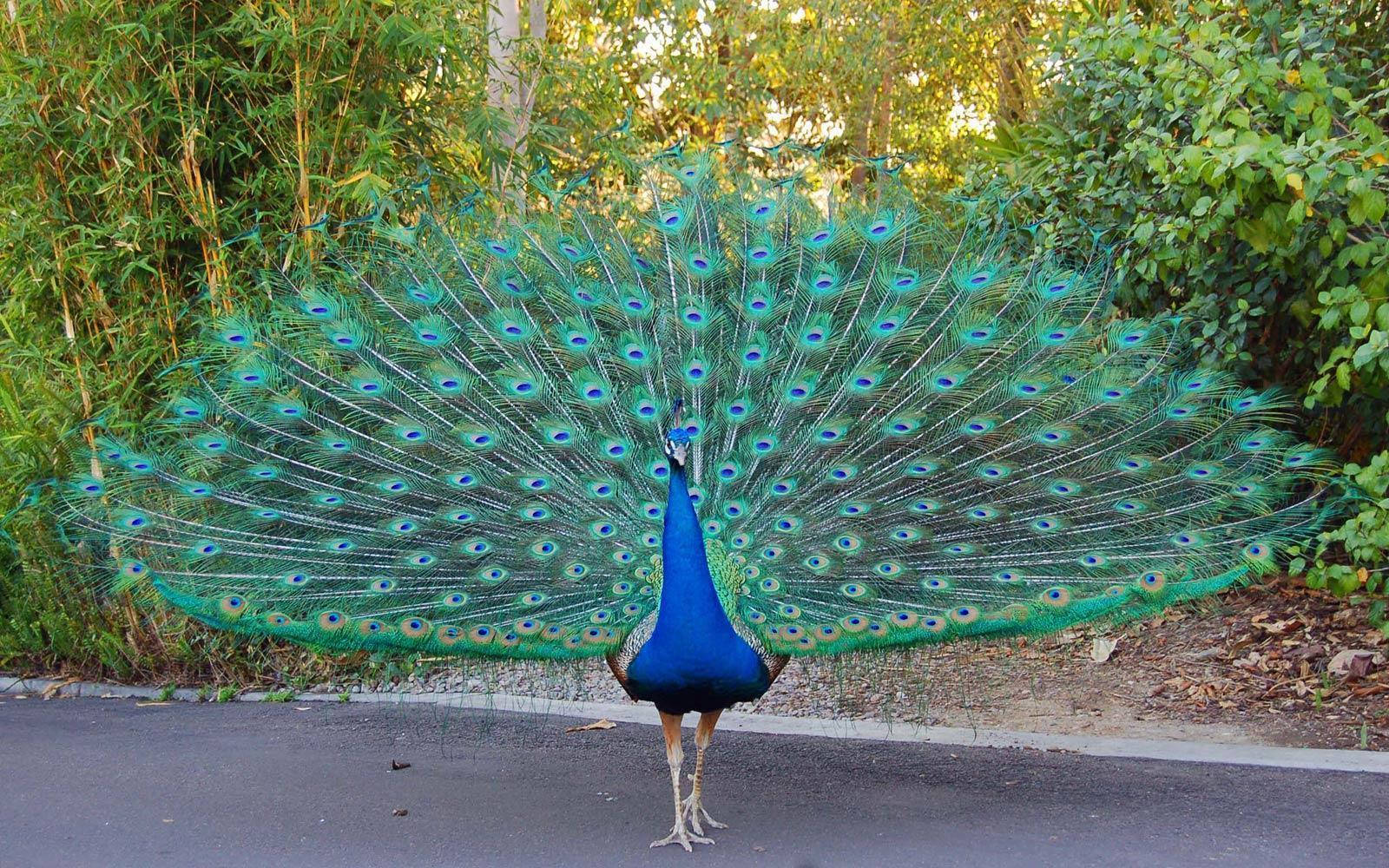 Wandering Male Peacock