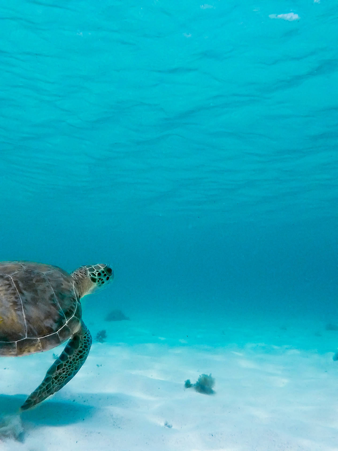 Wandering Sea Turtle