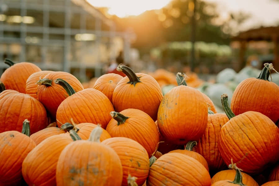 Warm Autumn Harvest Background