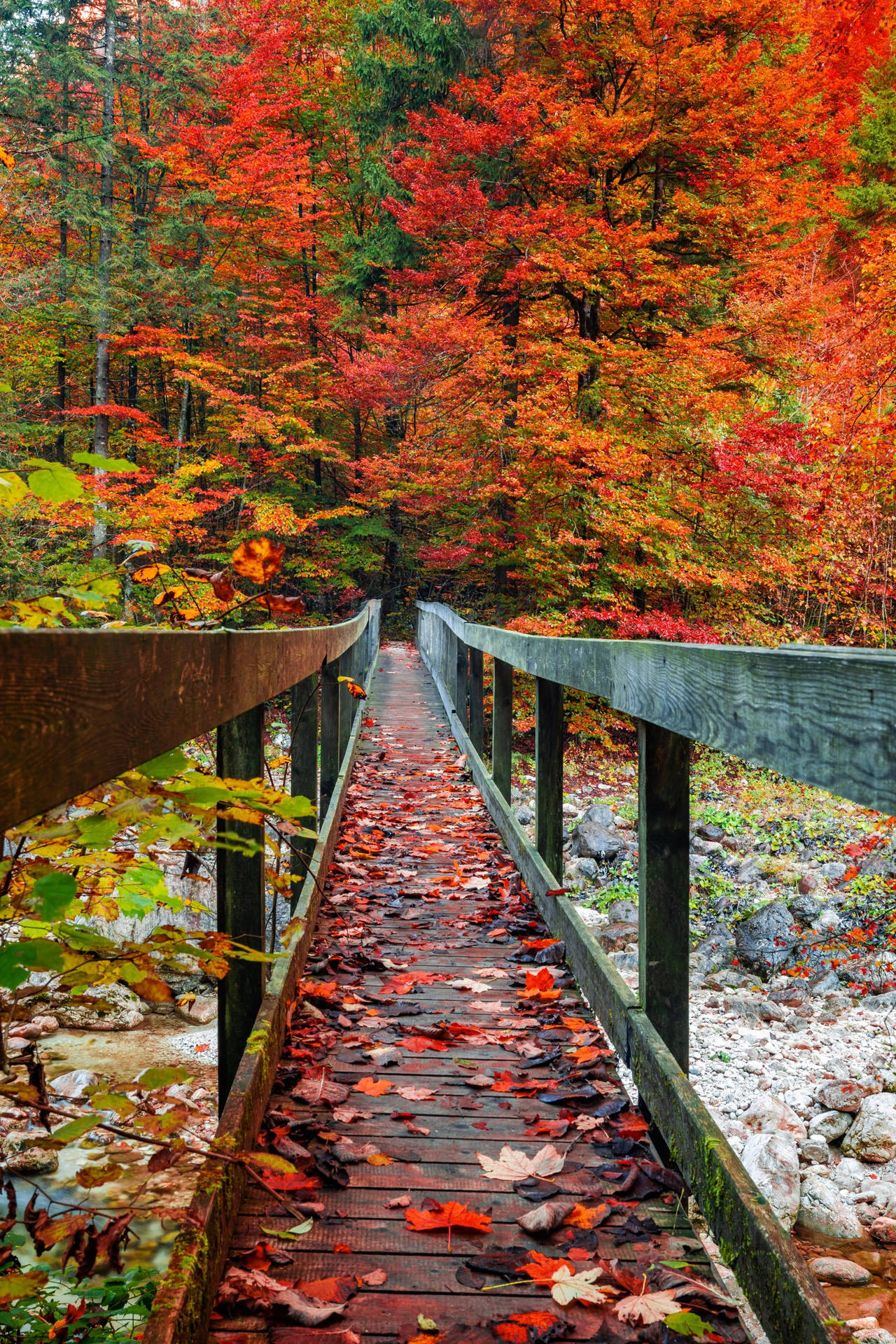 Warm Fall Aesthetics: Mystical Autumn Bridge Surrounded By Lush Green And Red Foliage On Iphone Background