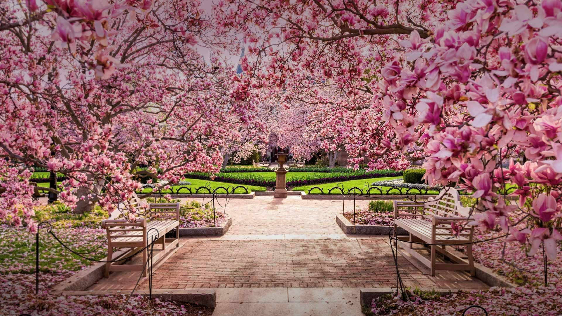 Washington Cherry Blossoms Park Background