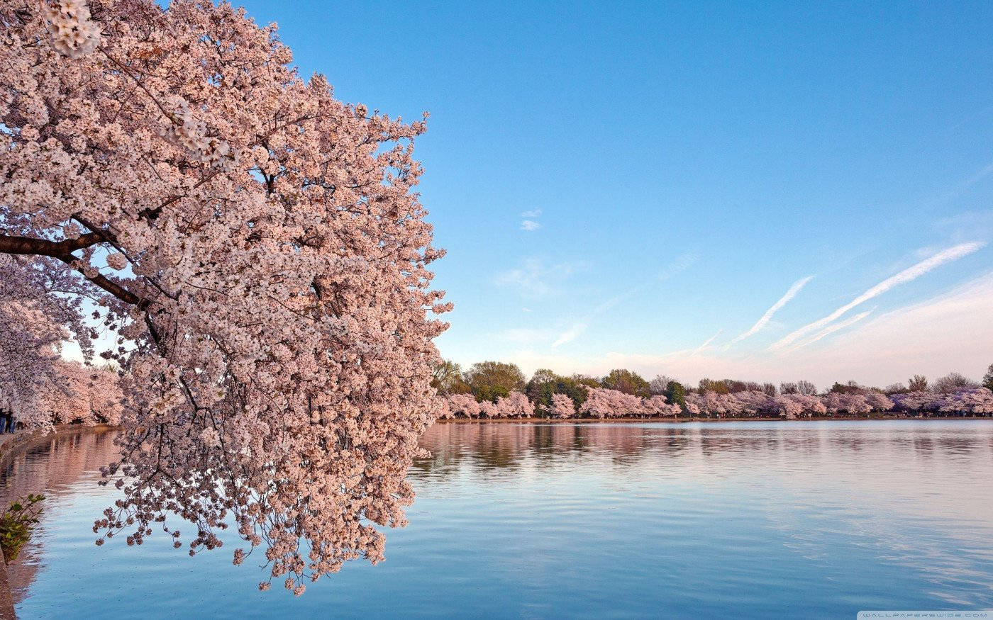 Washington, Dc Cherry Blossoms Background