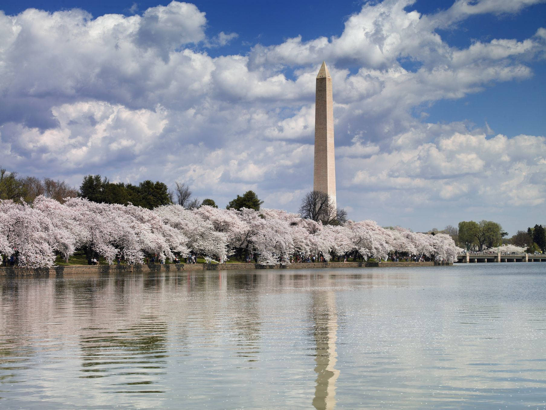 Washington Monument Cherry Blossom Line Background