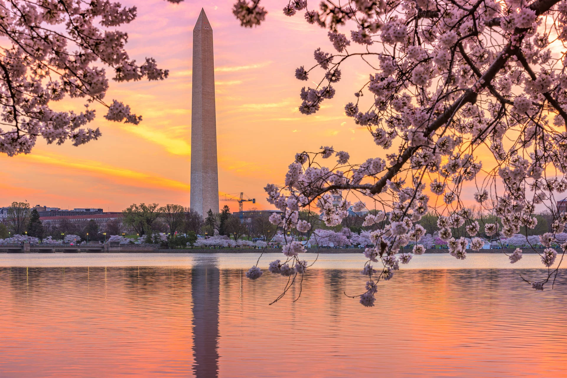 Washington Monument Cherry Blossom Sunset