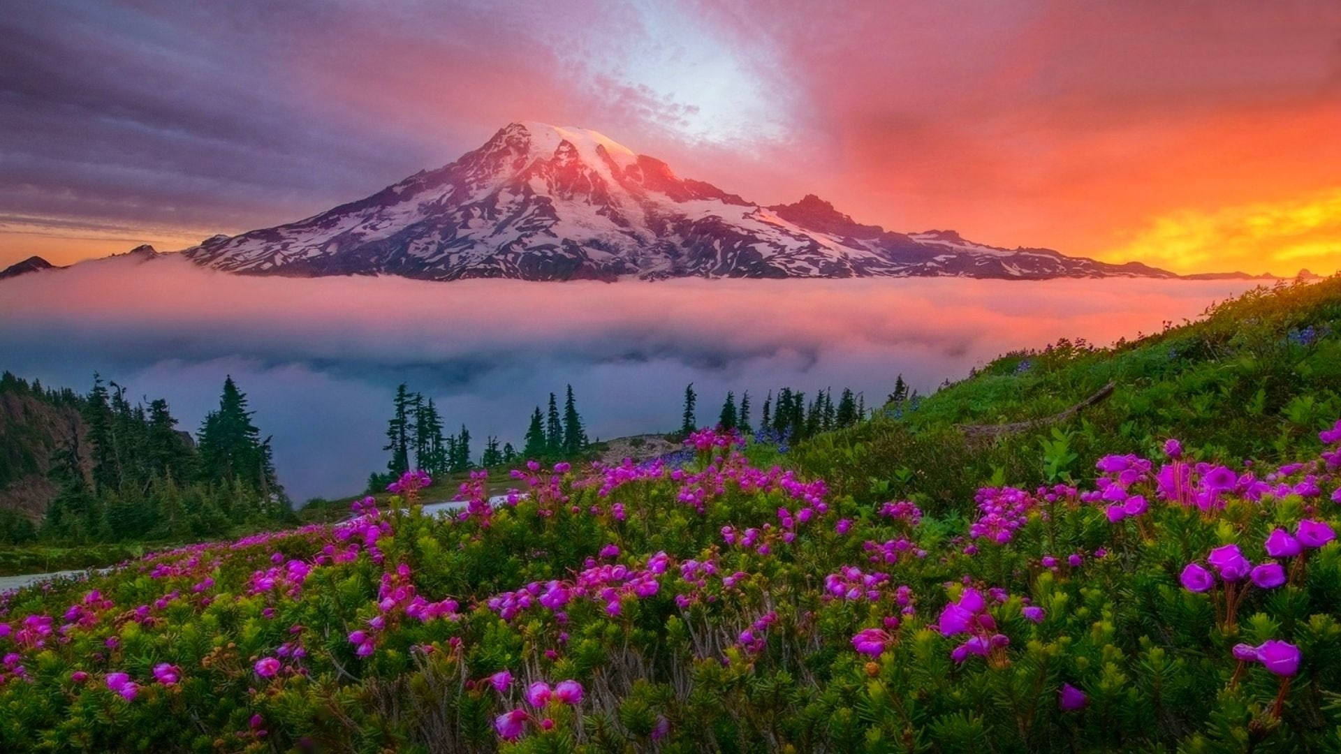 Washington Mount Rainier Dusk Background