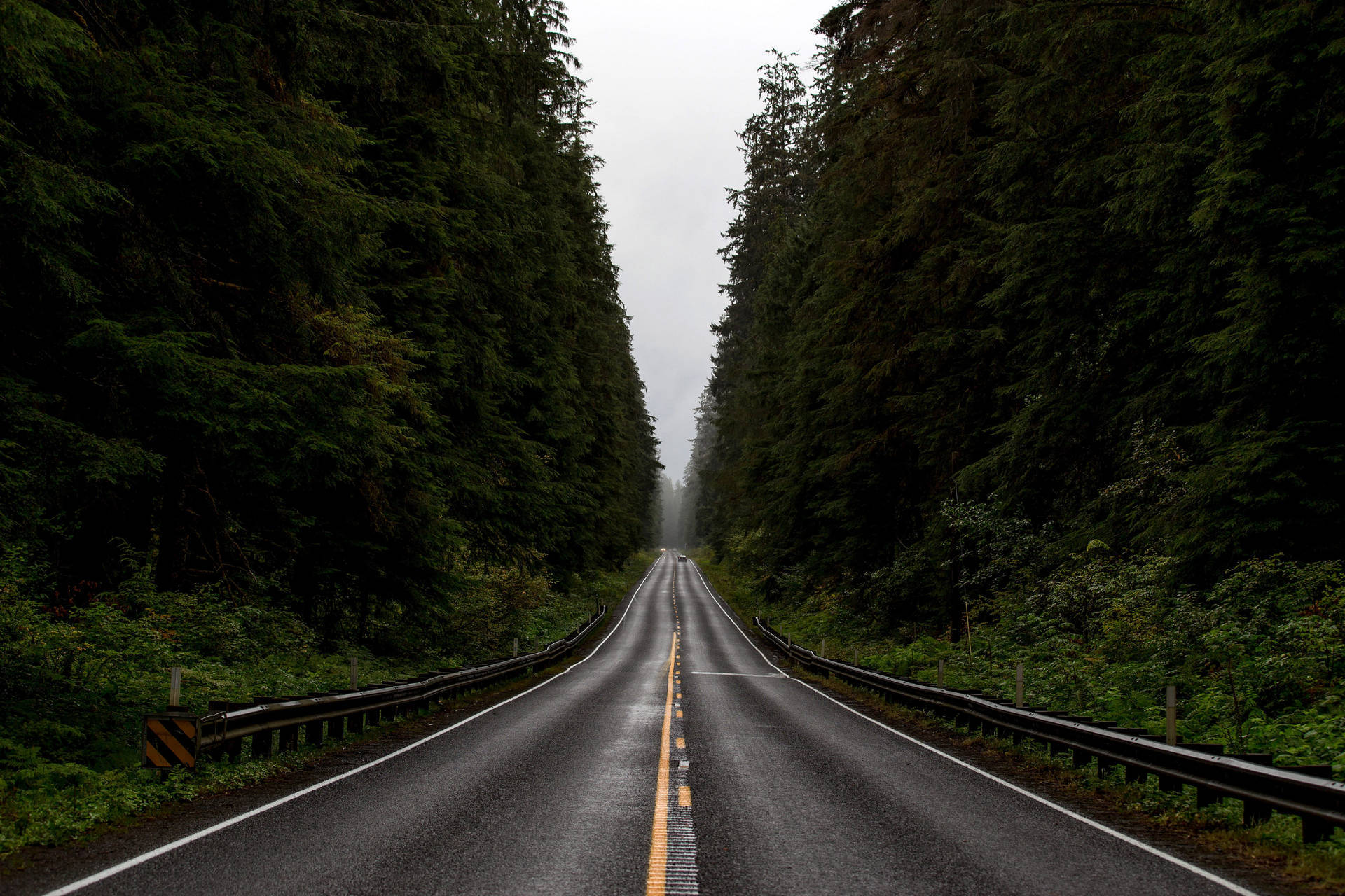 Washington Olympic Forest Road Background