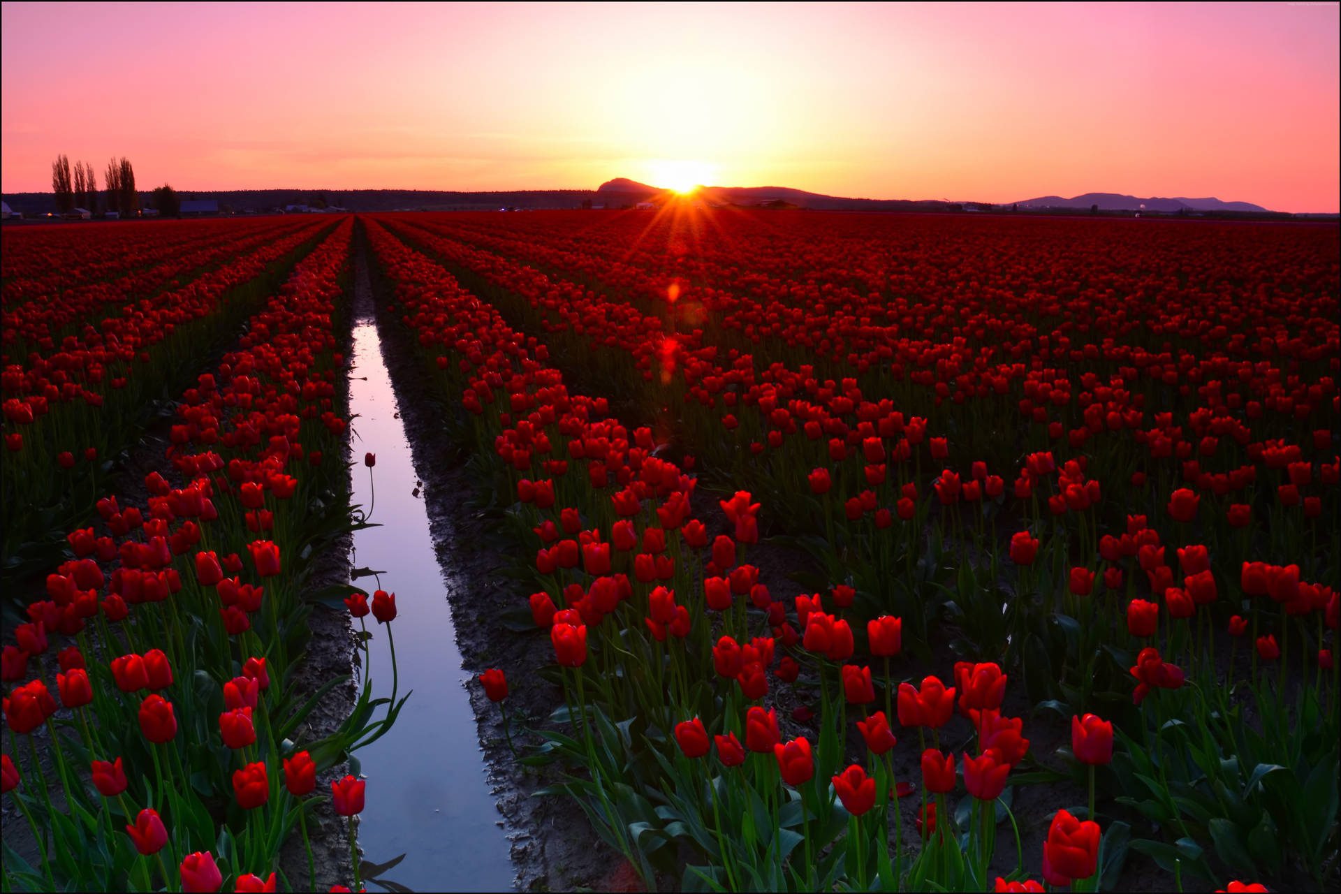 Washington Skagit Valley Tulips Background