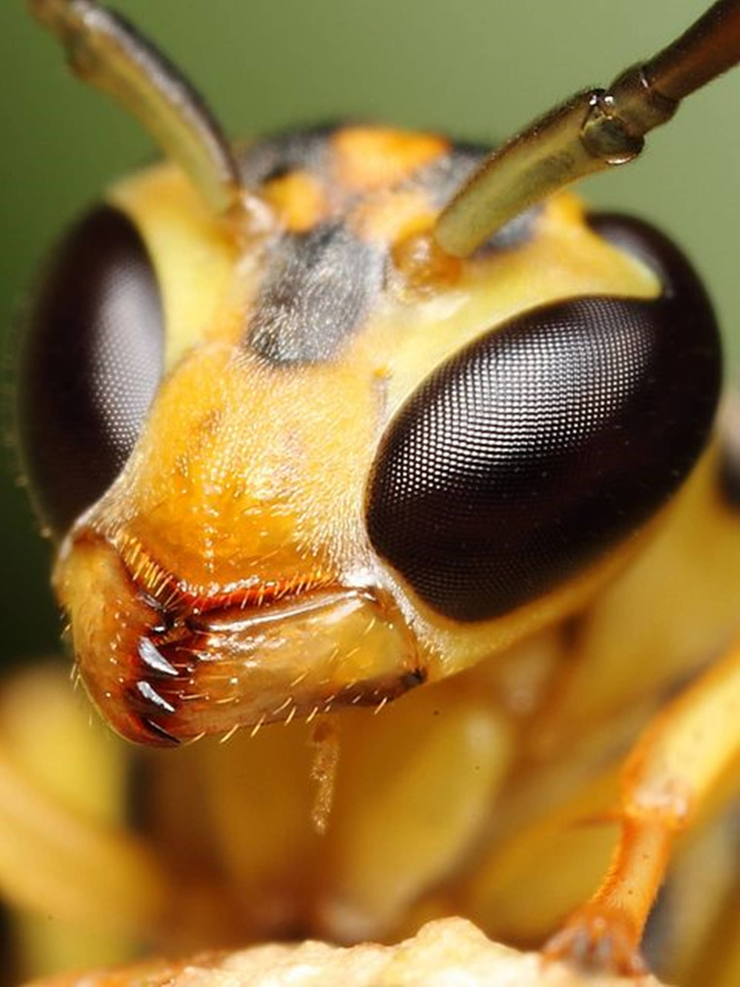 Wasp Black Compound Eyes