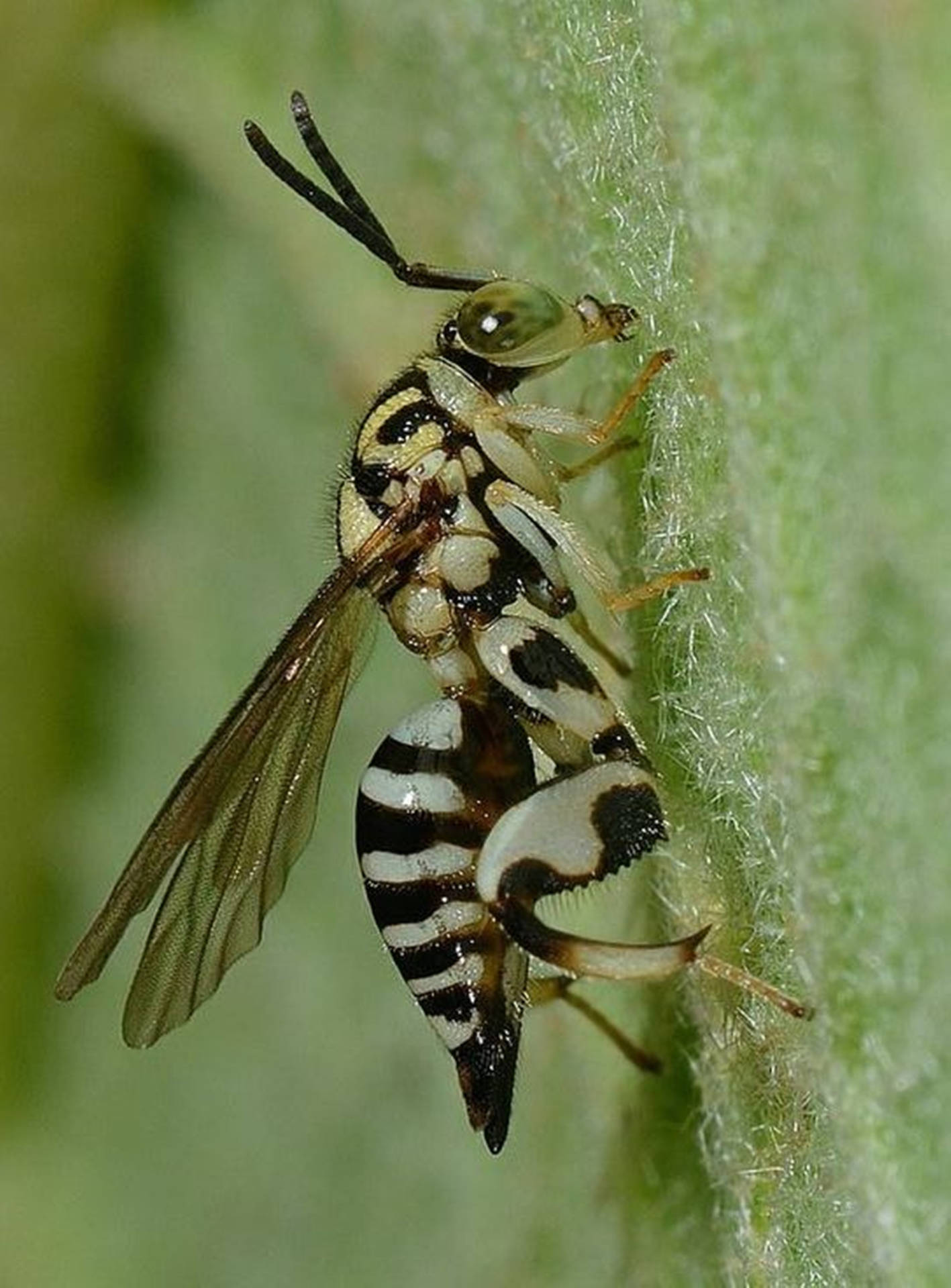 Wasp Chalcididae Specie Background