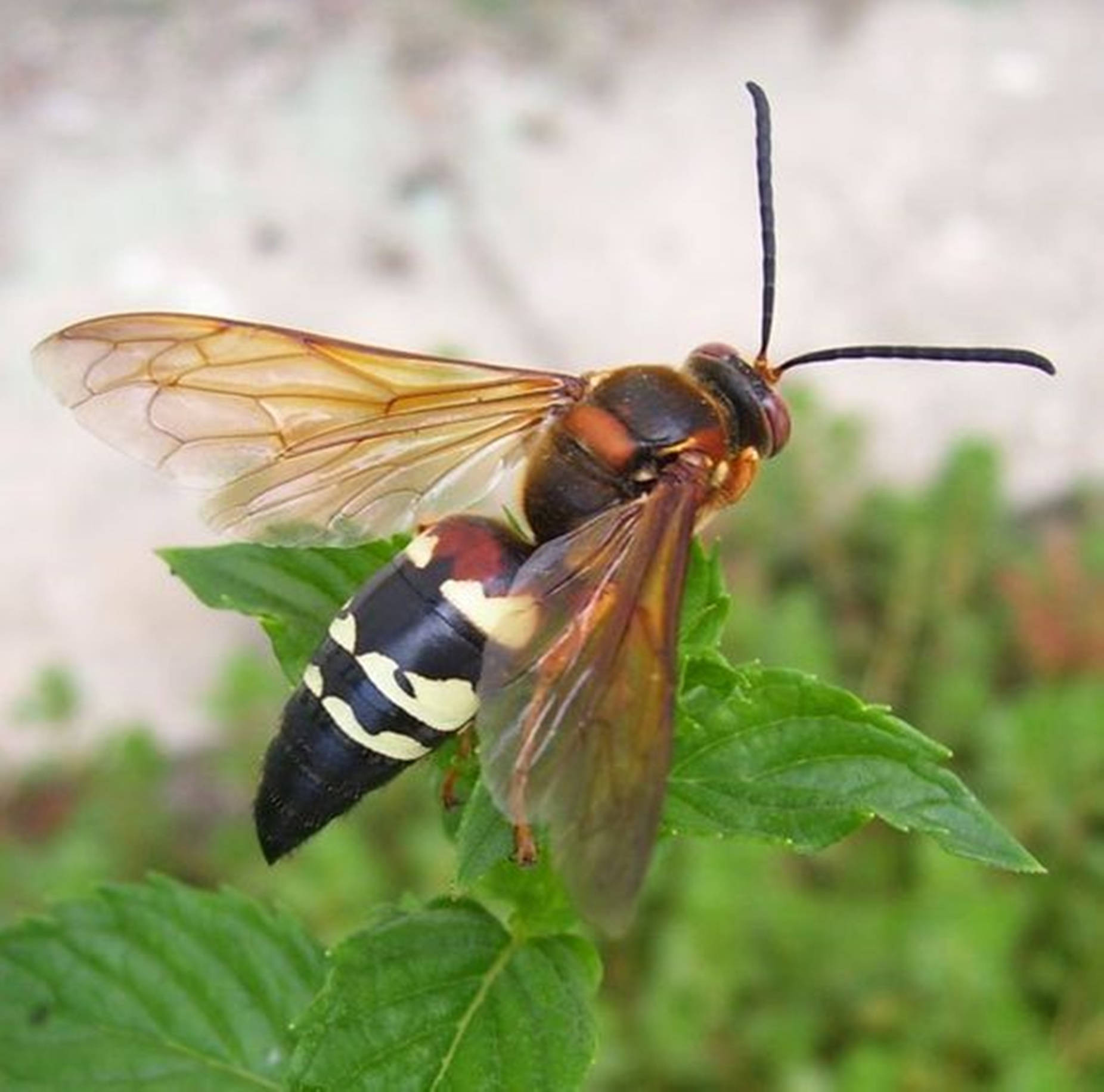 Wasp Cicada Hawk Killer