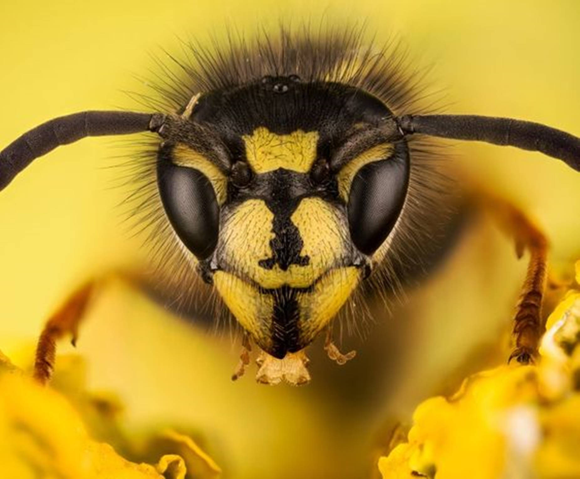 Wasp Covered In Black Microscopic Hairs Background