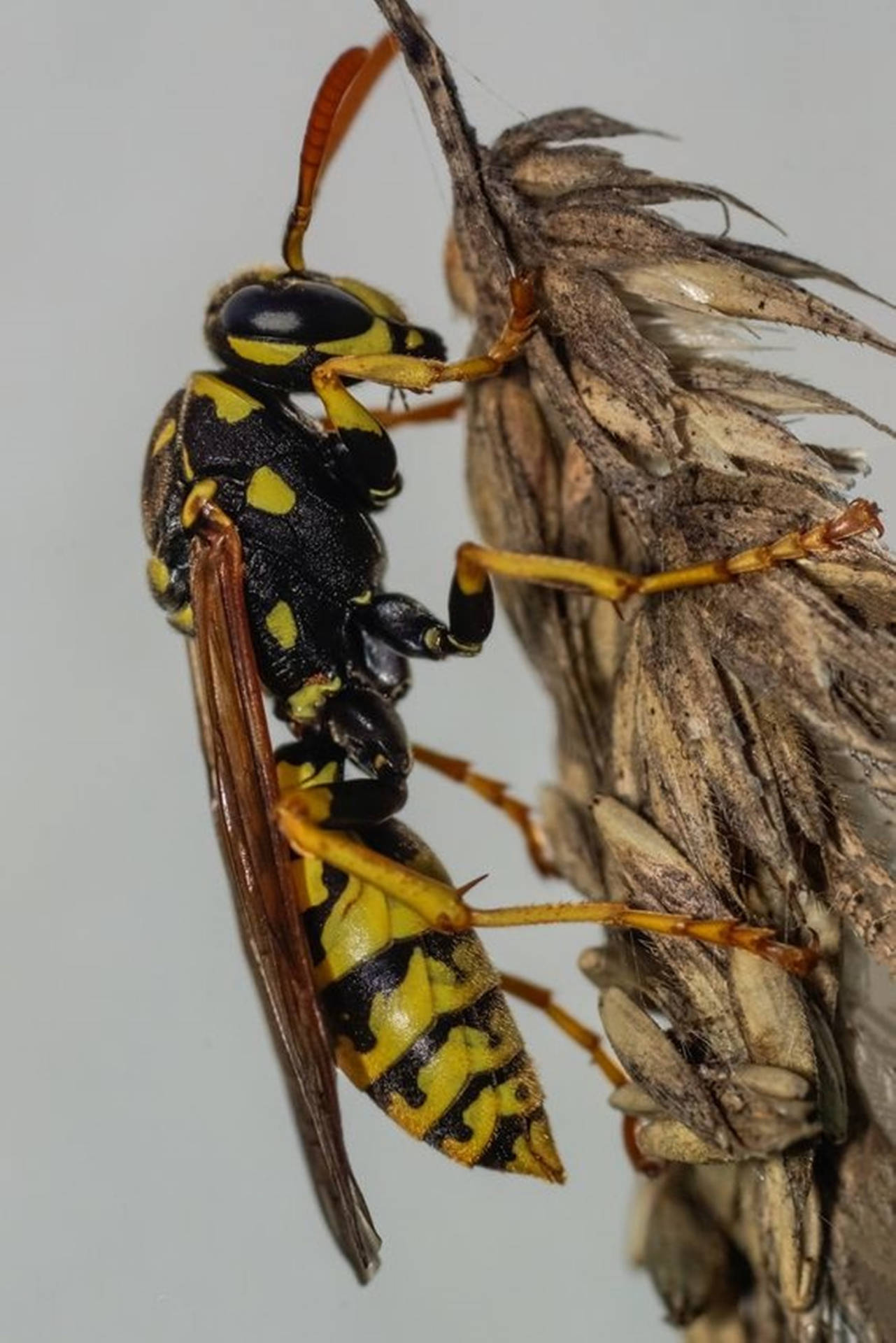 Wasp European Paper Wasp Specie