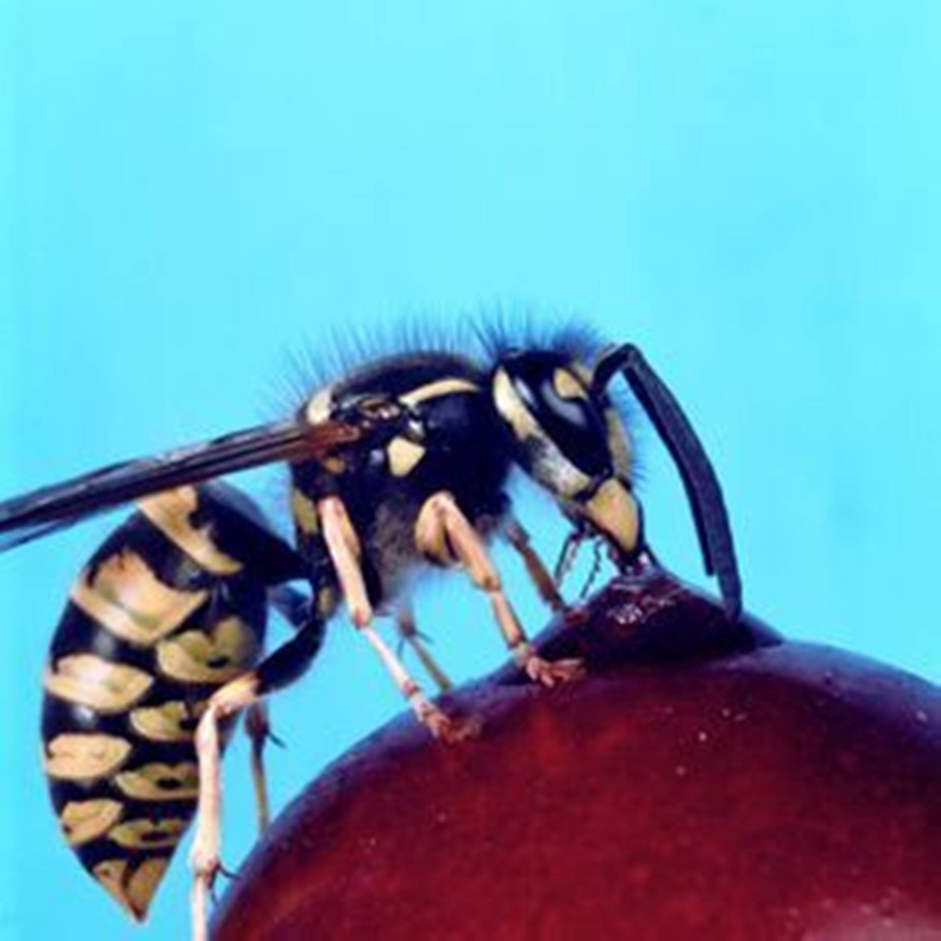 Wasp Feeding On An Apple