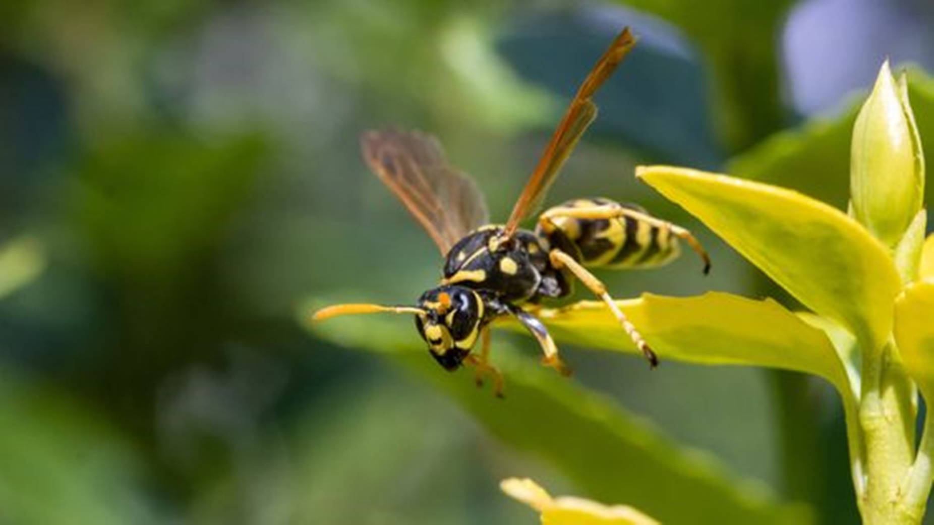 Wasp Flower-pollinating Insect Background