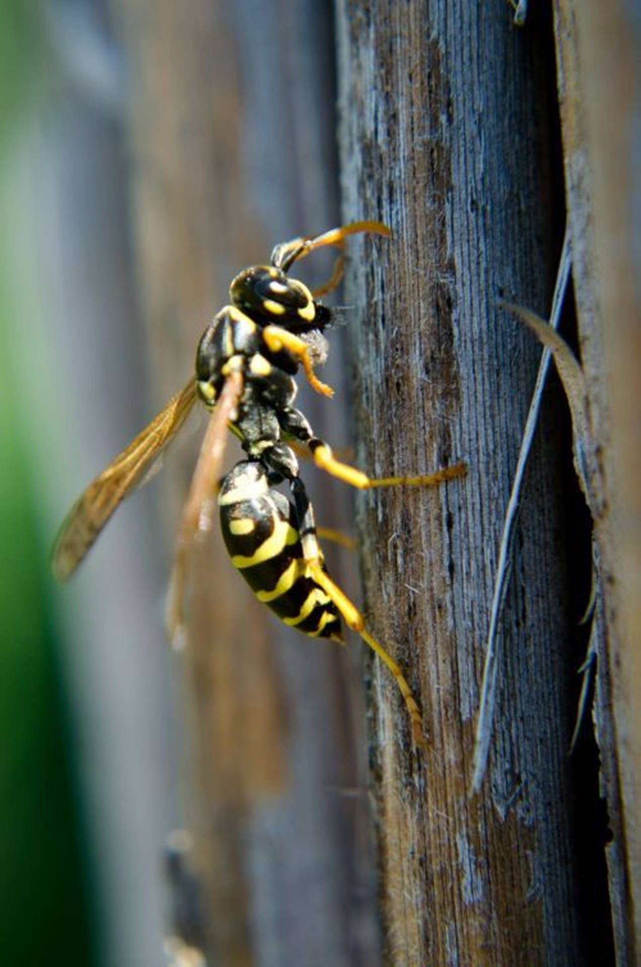 Wasp French Macro Species Background