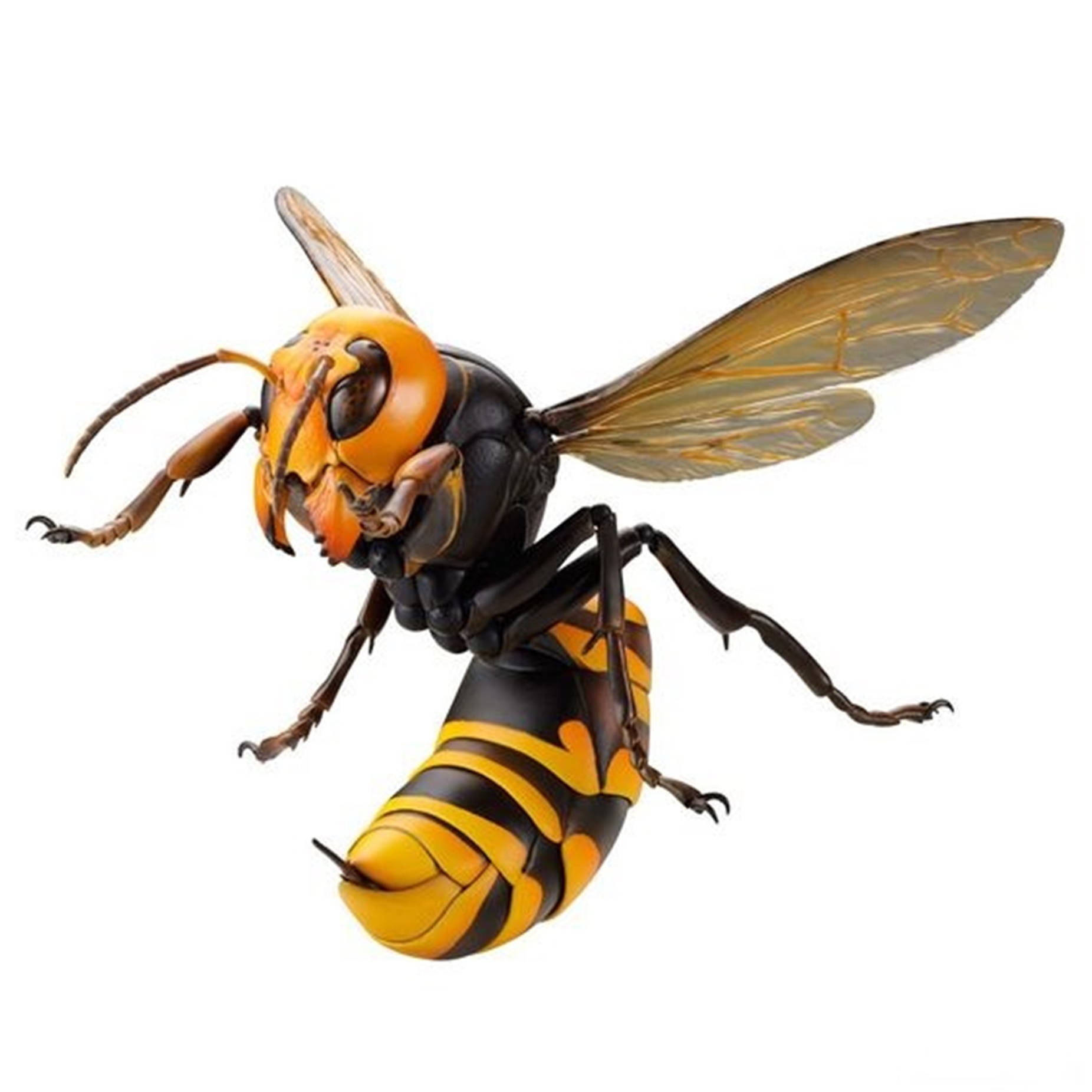 Wasp Giant Asian Species