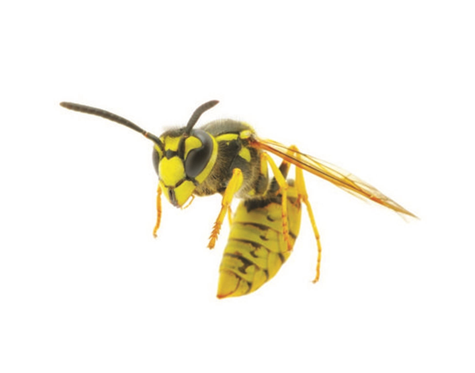 Wasp Giant Golden Wasp Specie Background