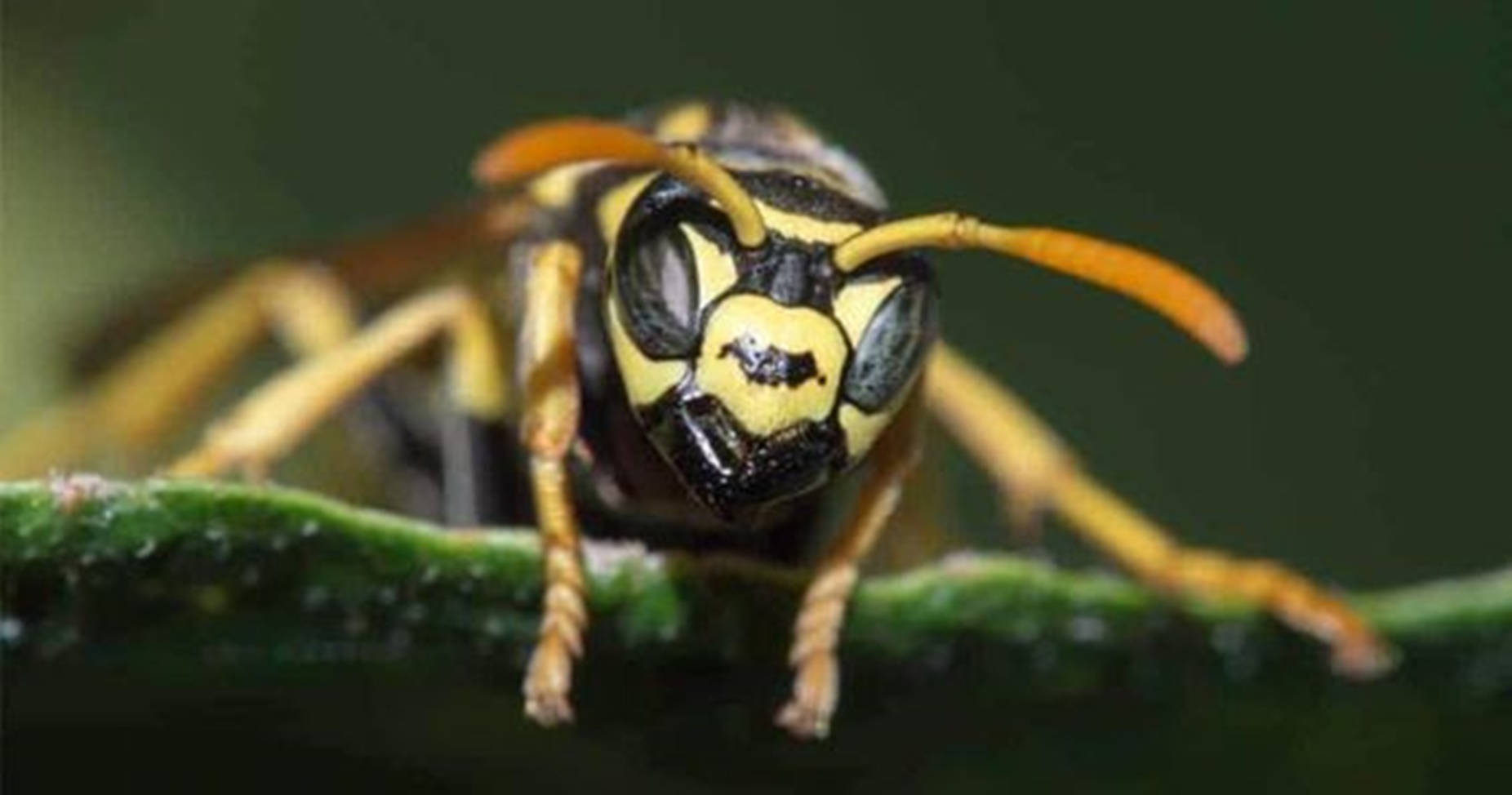 Wasp Golden Paper Specie Background