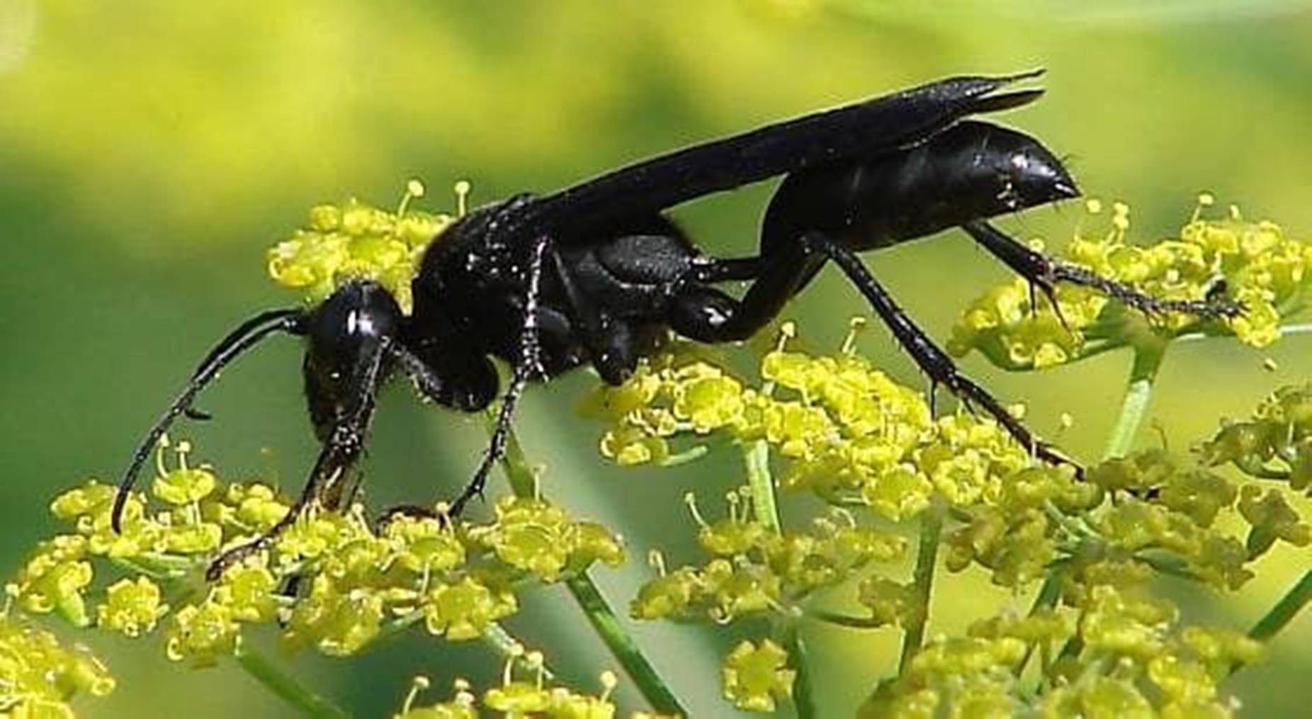 Wasp Great Black Specie Background