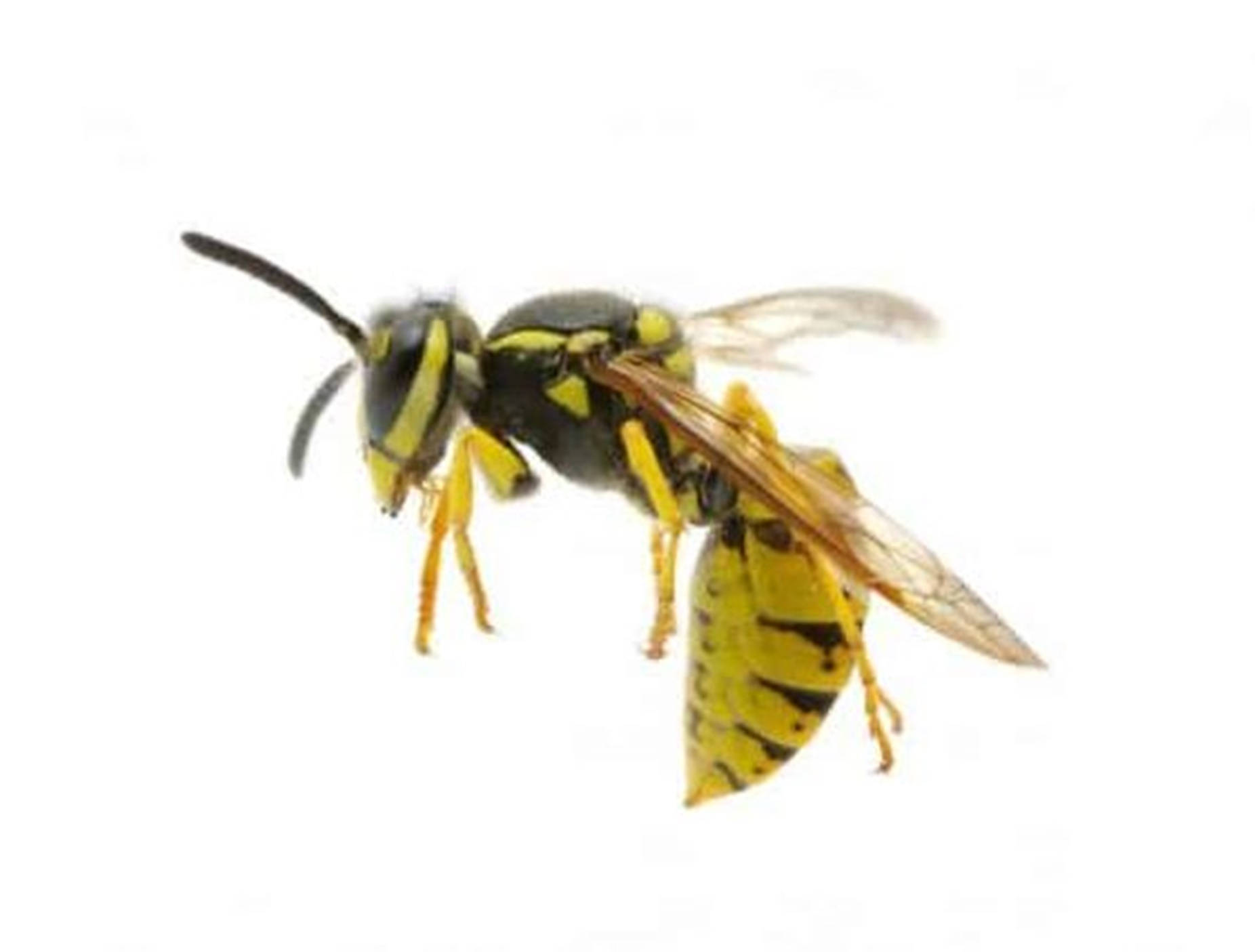 Wasp Invasive Yellowjacket Species Background