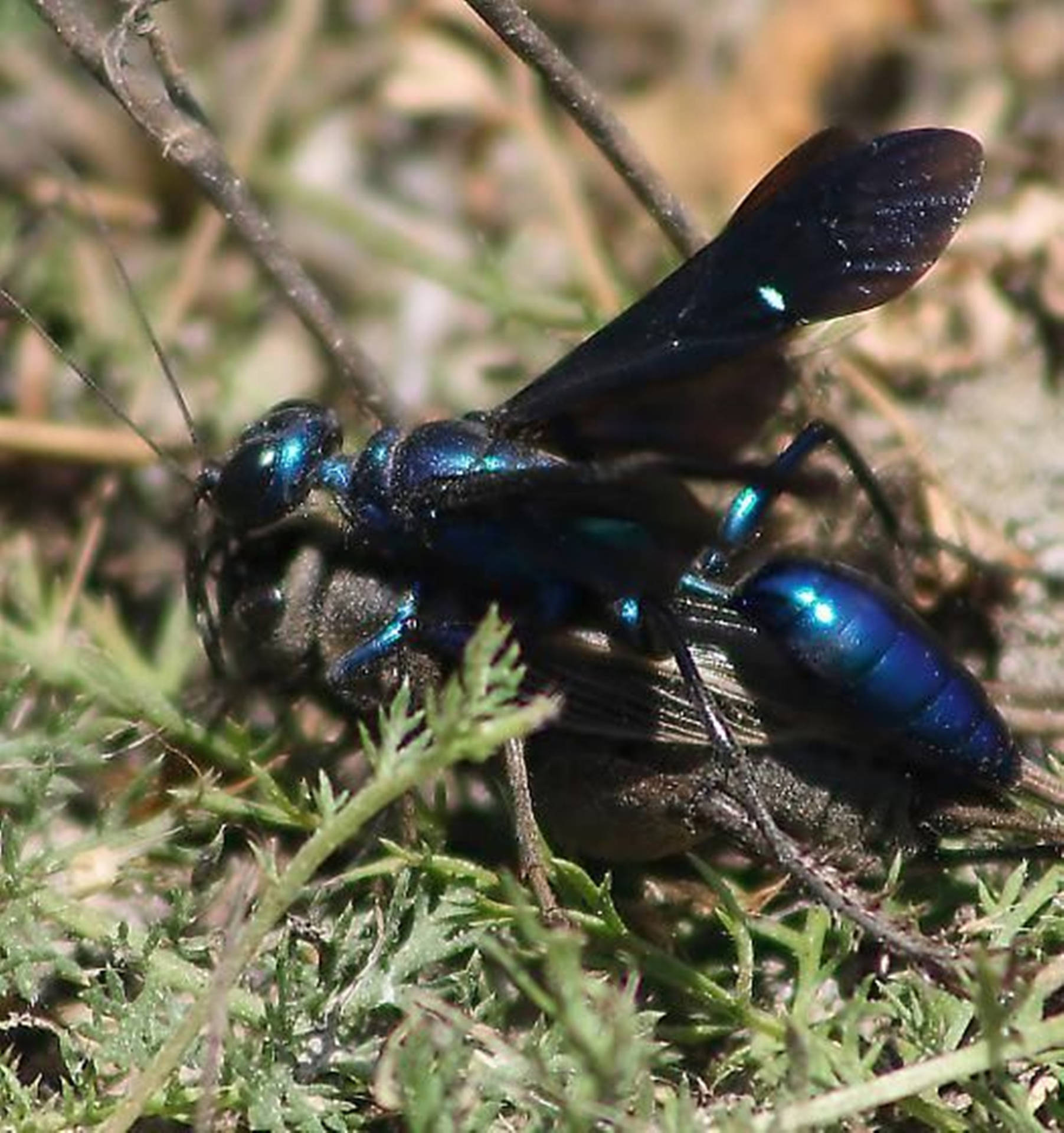 Wasp Iridescent Blue Mud Insect Specie Background