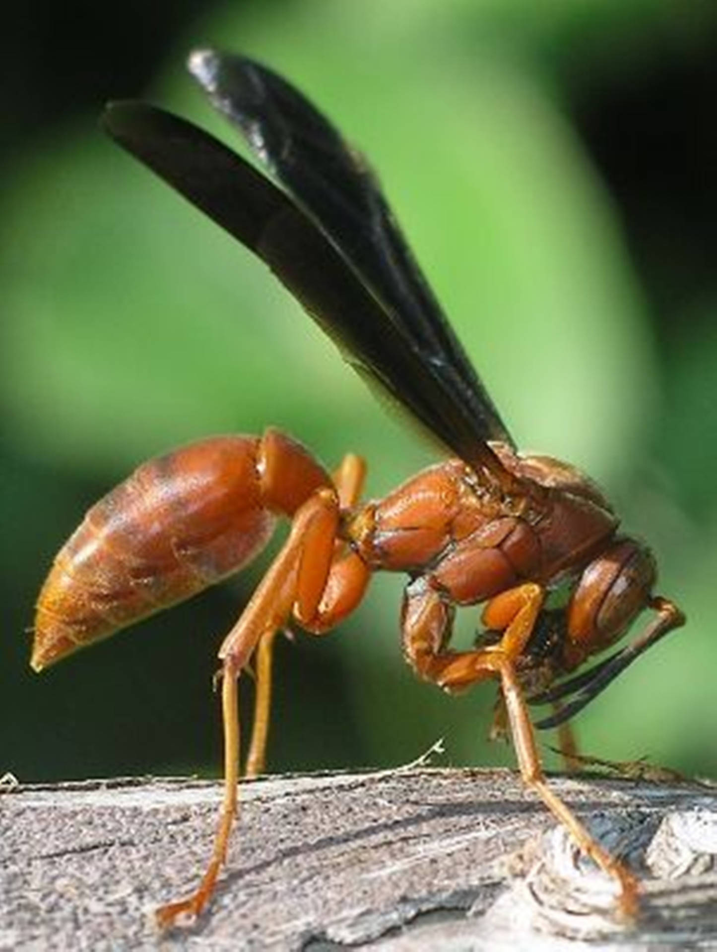 Wasp Oklahoma Red Specie Background