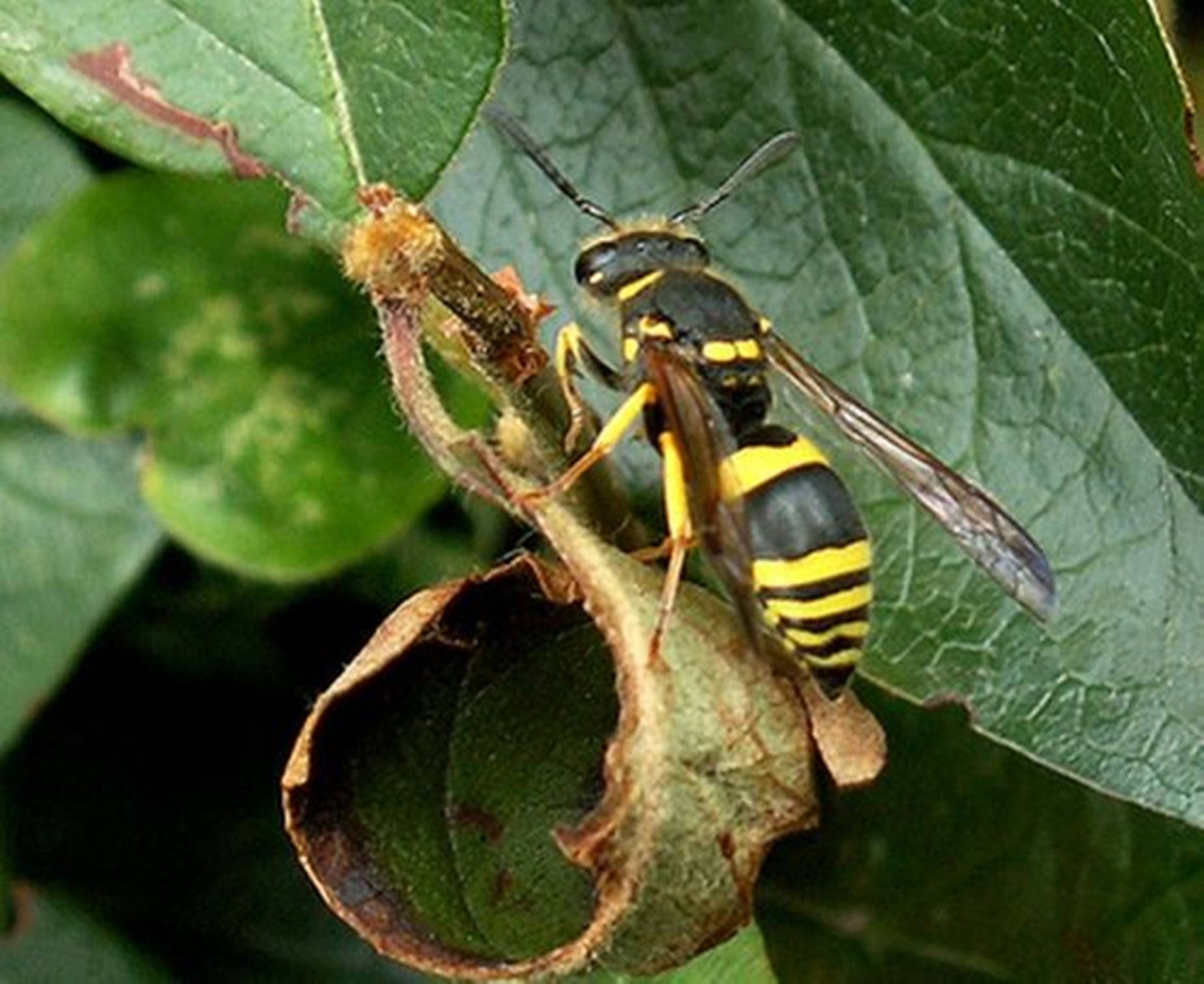 Wasp On A Curled Leaf Nest