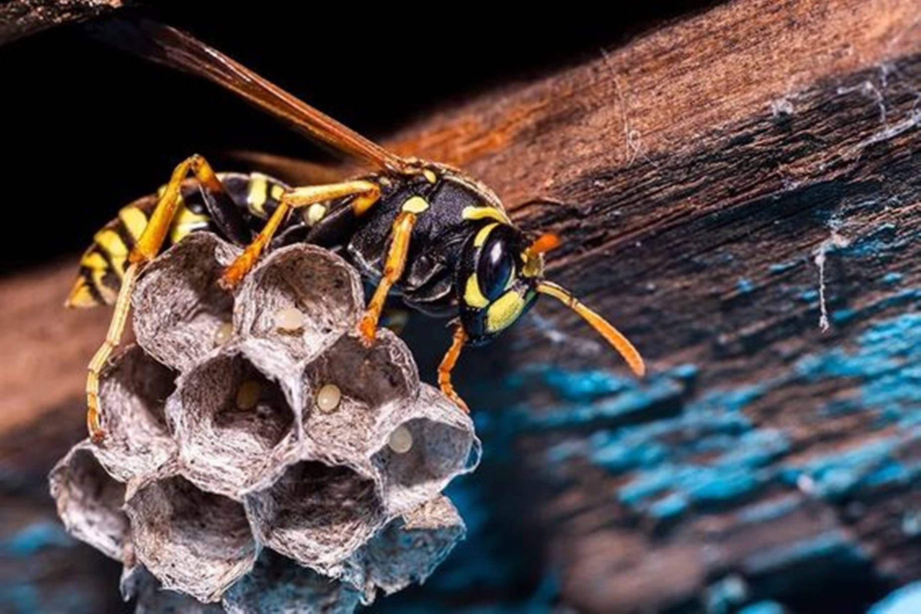 Wasp Paper-building Species Background