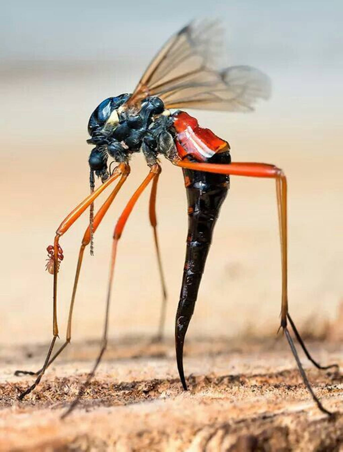 Wasp Parasitic Ovipositor Specie