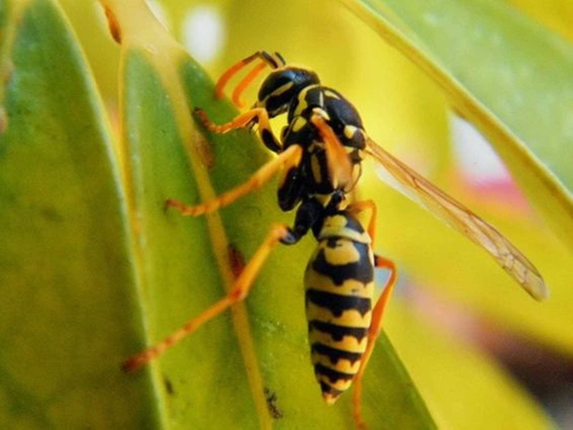 Wasp Perched On A Leaf