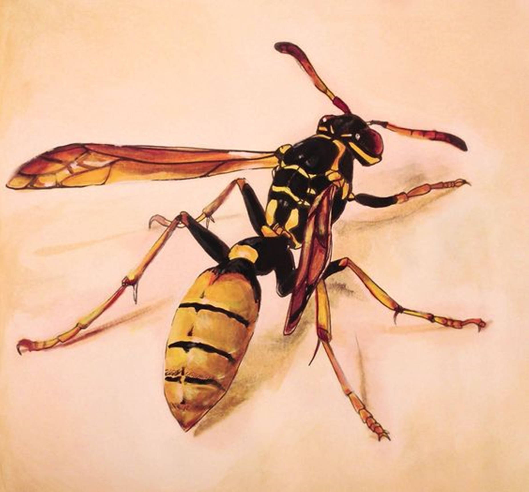 Wasp Predatory Winged Insect Background