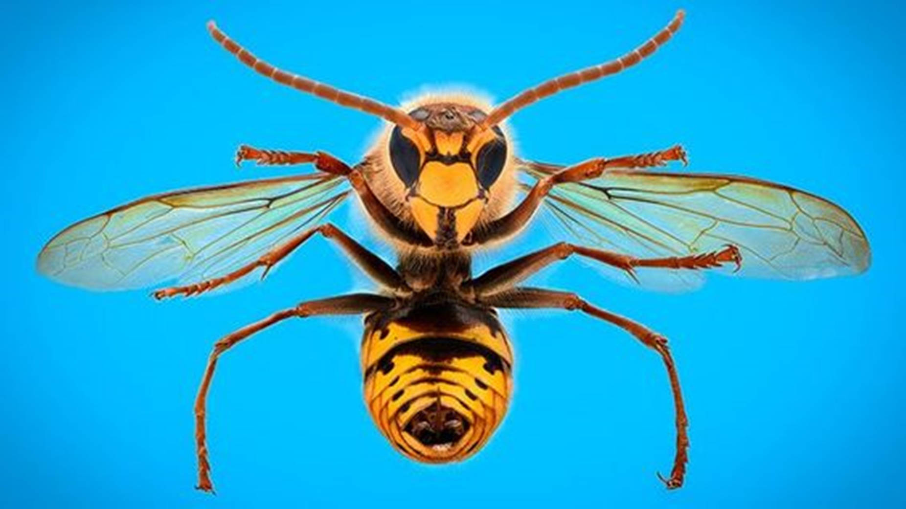 Wasp Southern Yellowjacket Queen Background