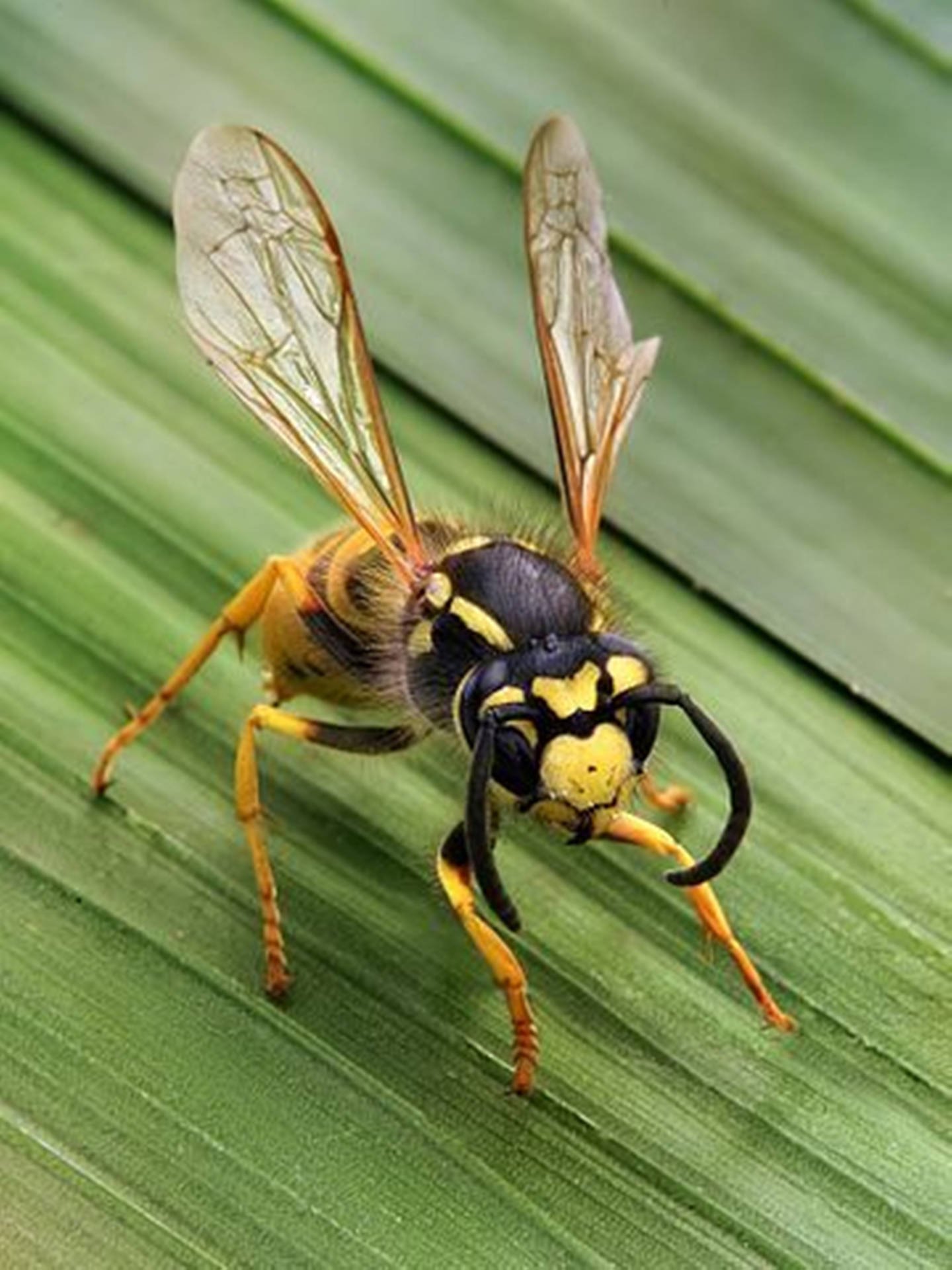 Wasp Stinging Flying Insect Background