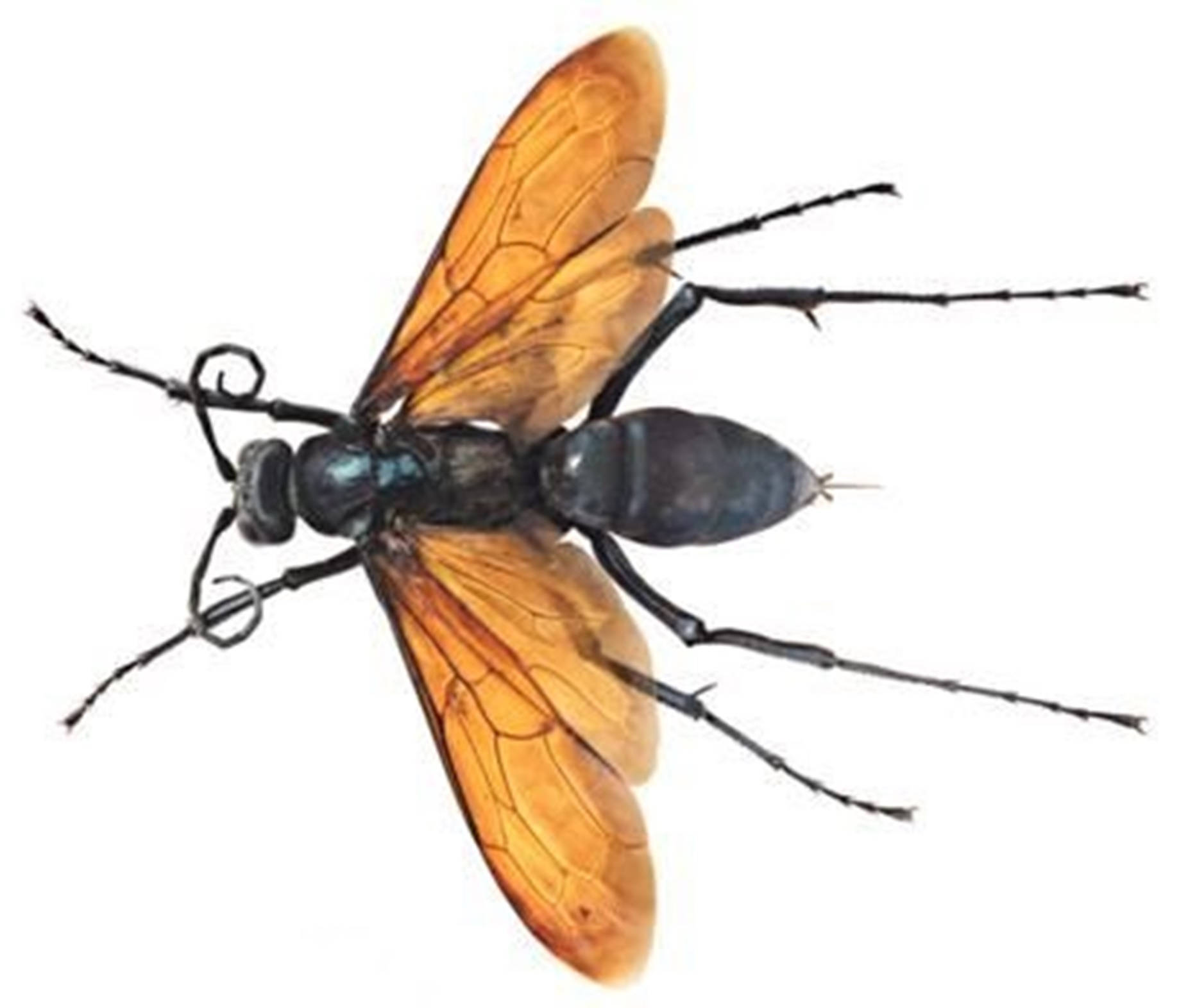 Wasp Tarantula Hawk Specie Background