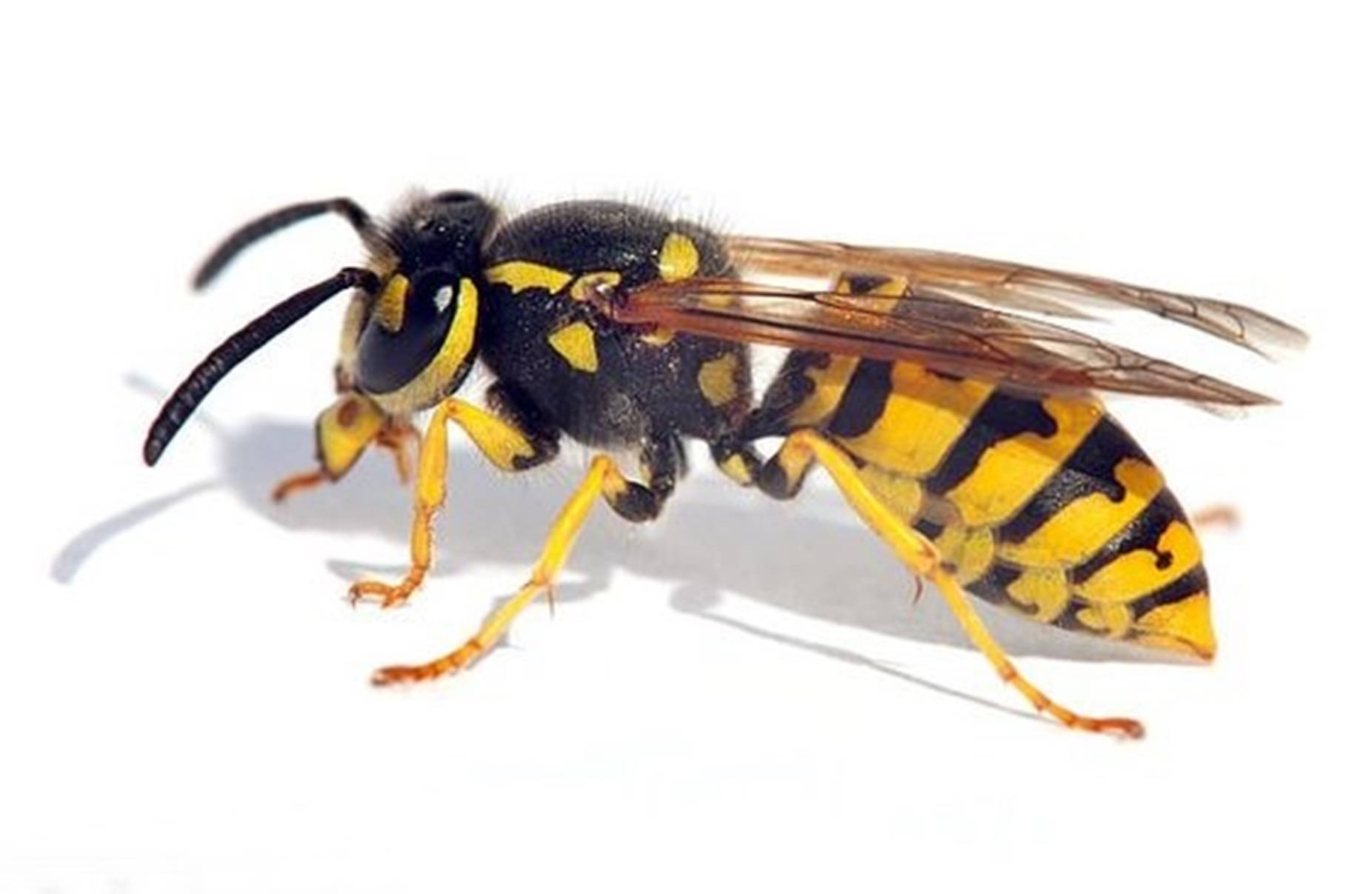 Wasp Winged Carnivorous Insect Background