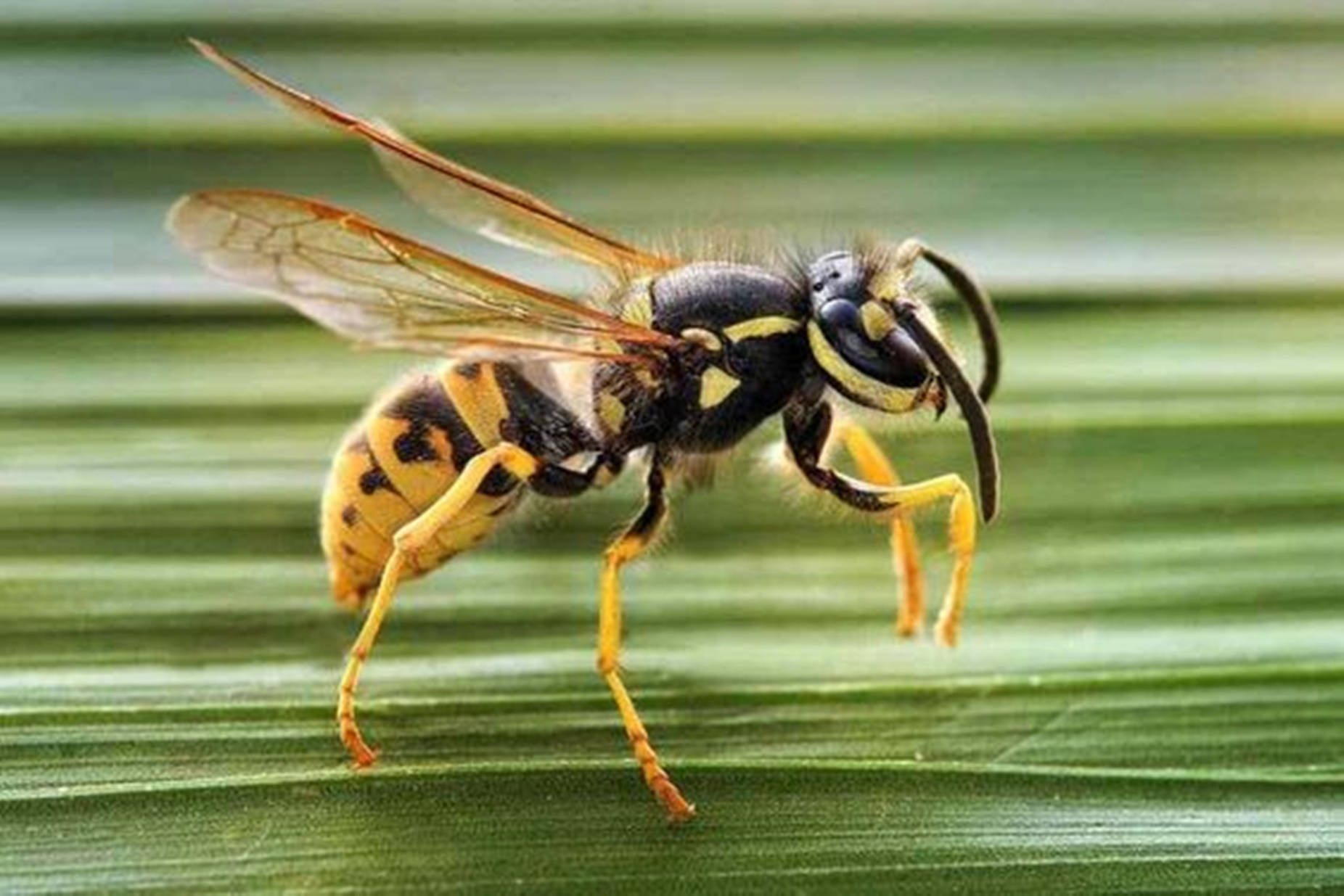 Wasp Winged Stinging Insect Background