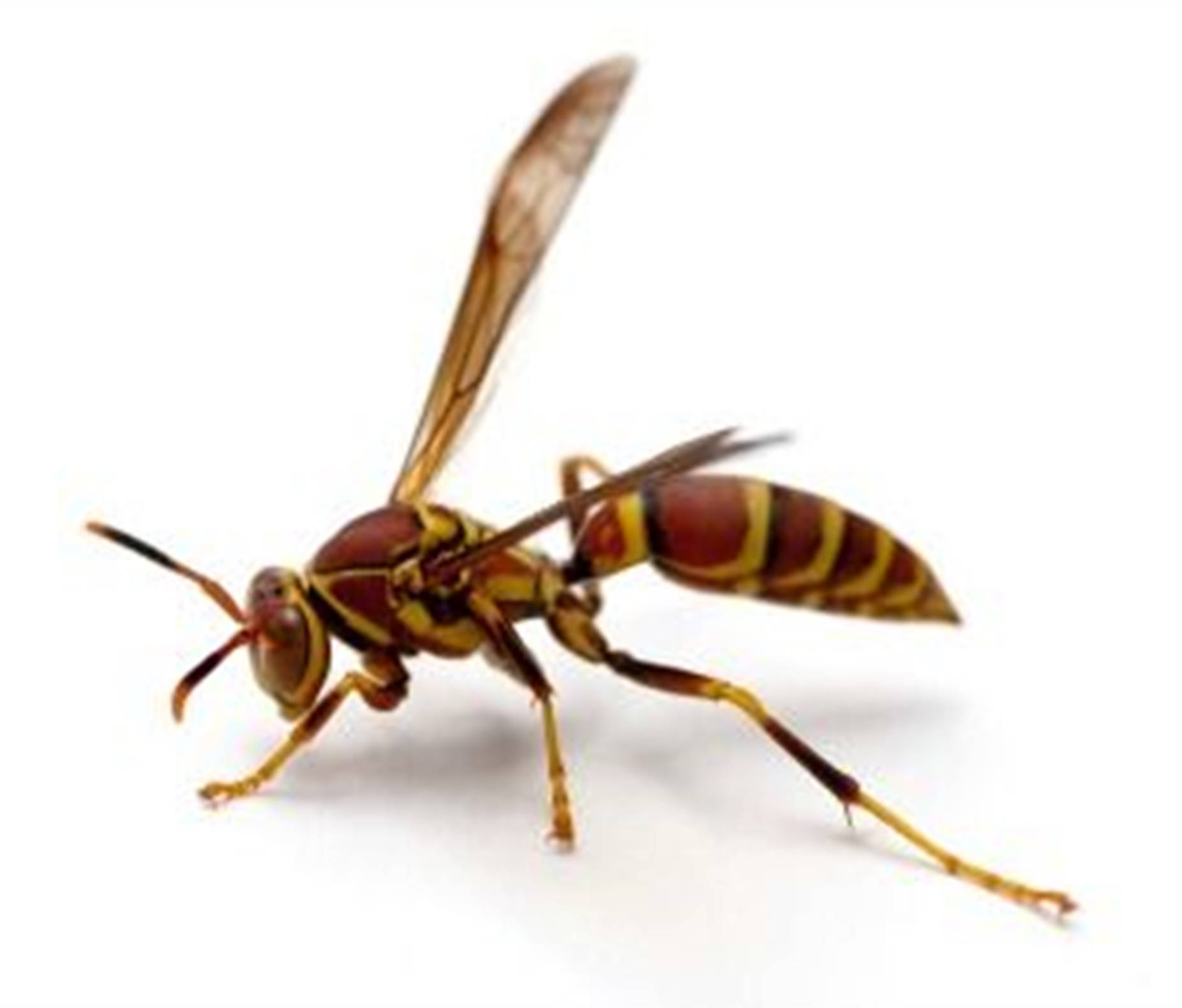 Wasp With A Striking Red Body Background