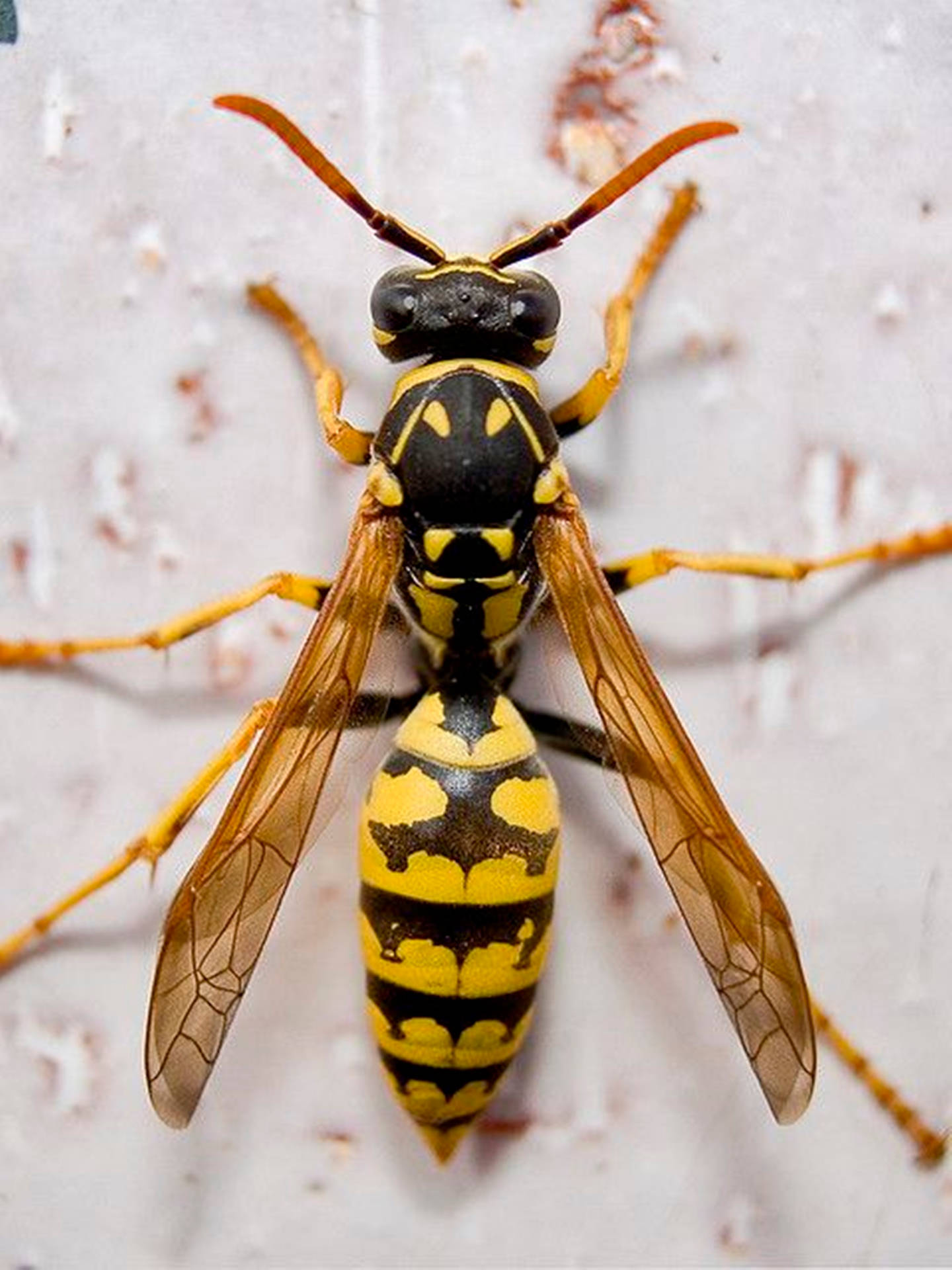 Wasp With Black And Yellow Patterns