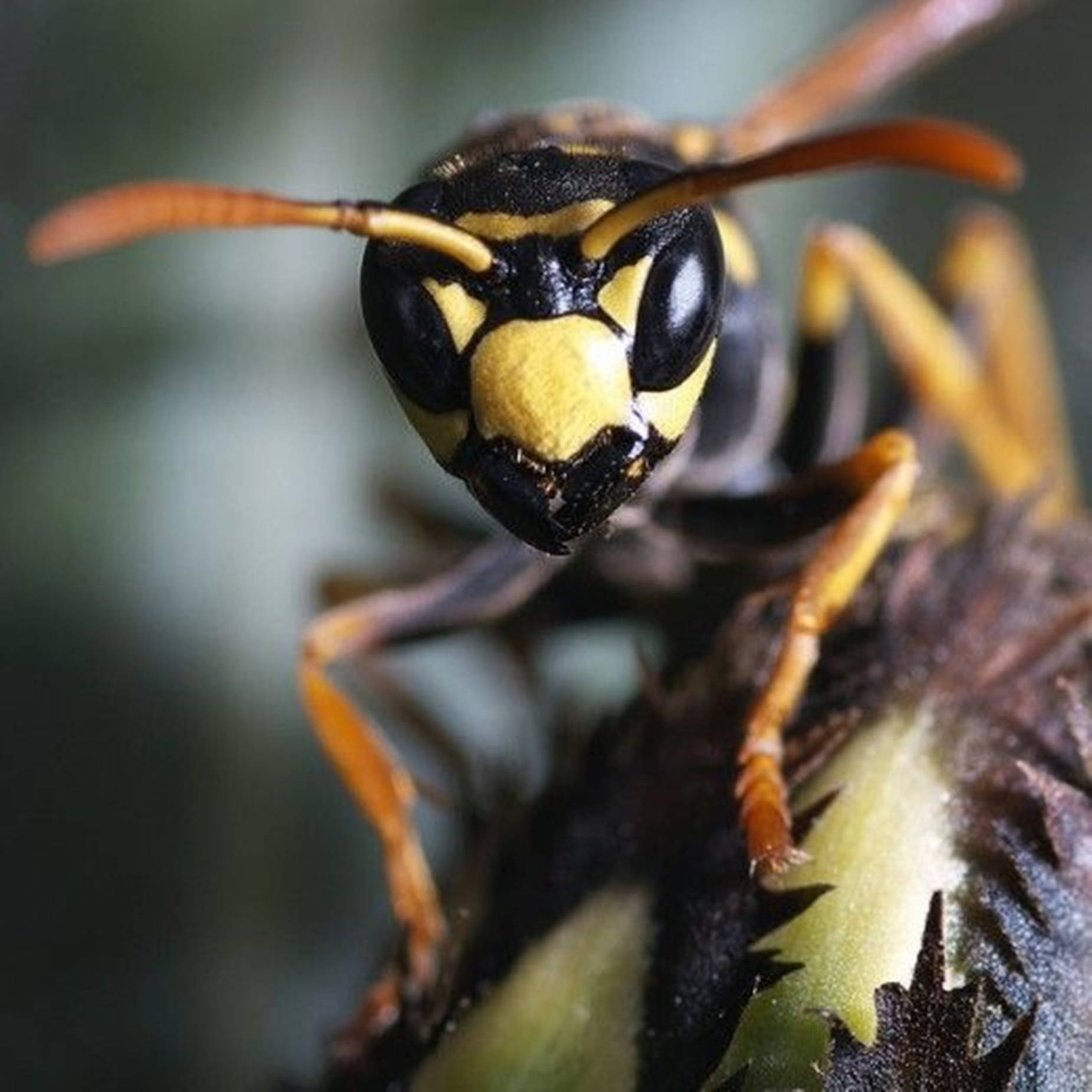 Wasp With Jagged Black Mandibles Background