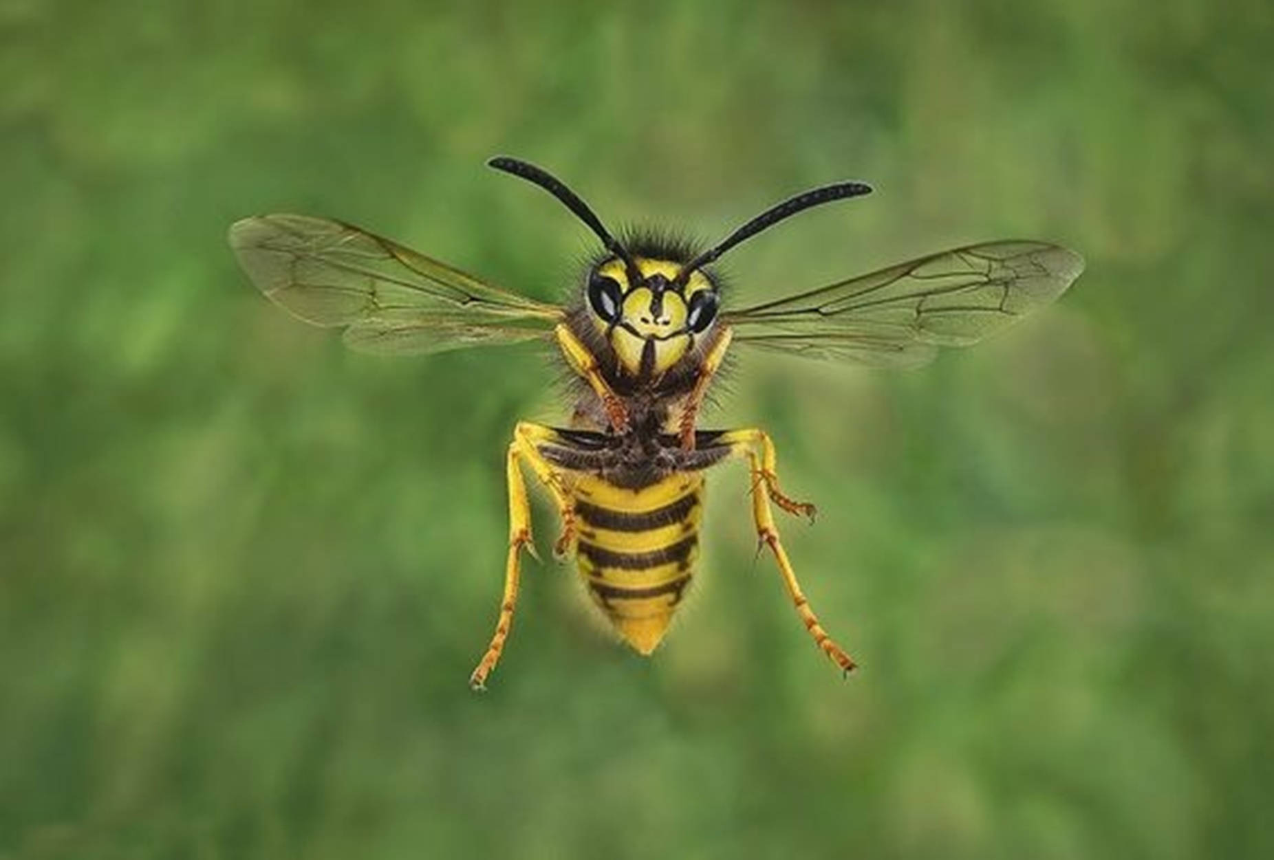 Wasp With Transparent Wings Background