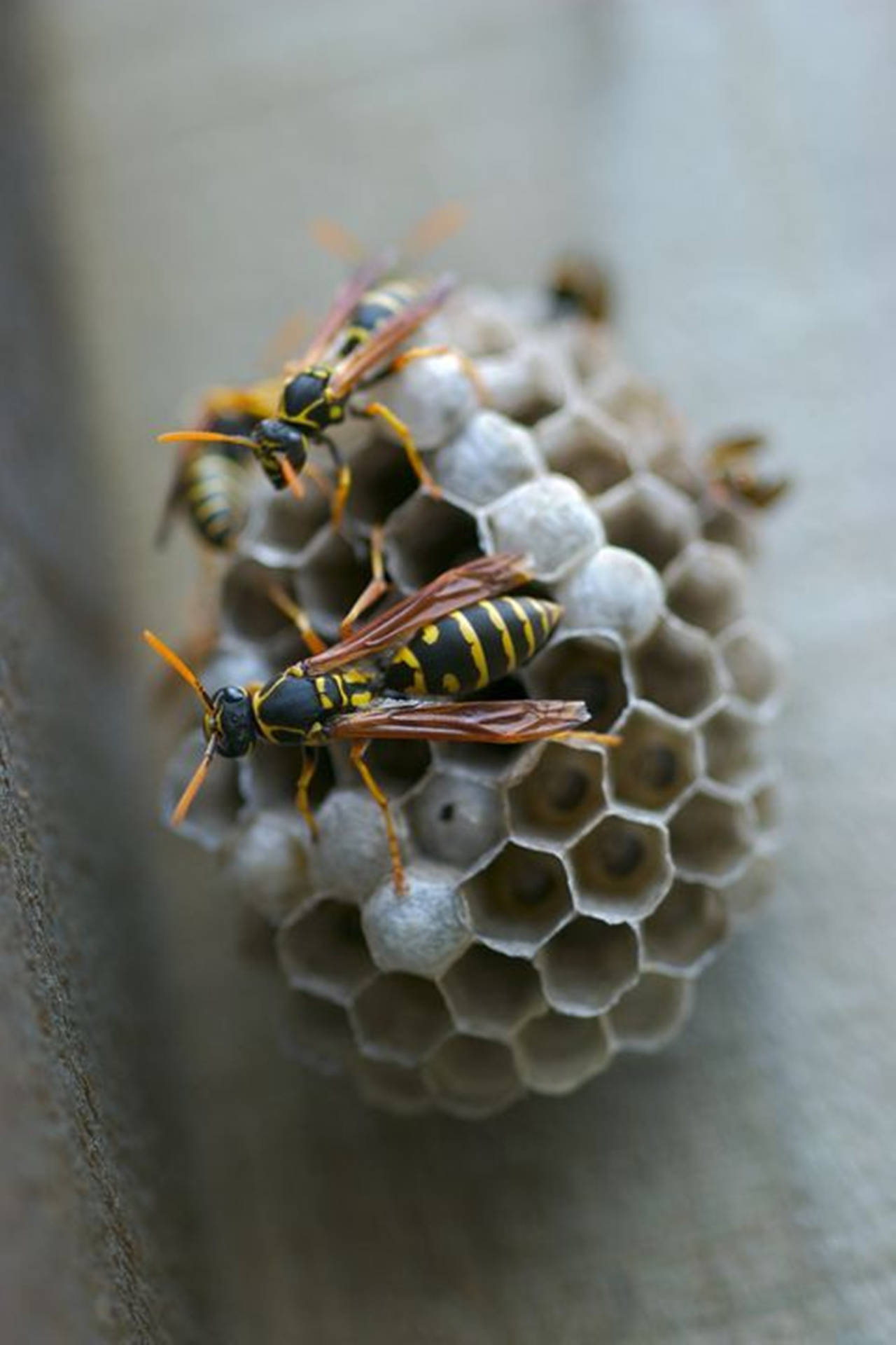 Wasps Building A Hexagonal Paper Nest Background