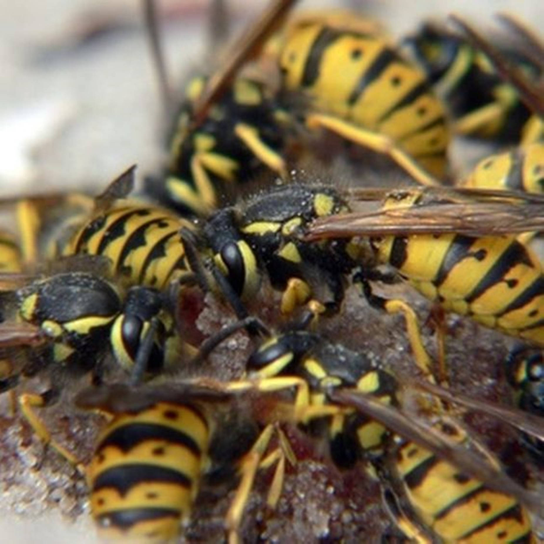 Wasps Worker Class Colonies Background