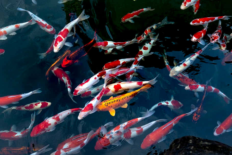 Watch Colorful Live Koi Fish Glide In Serene Aquatic Environments Background