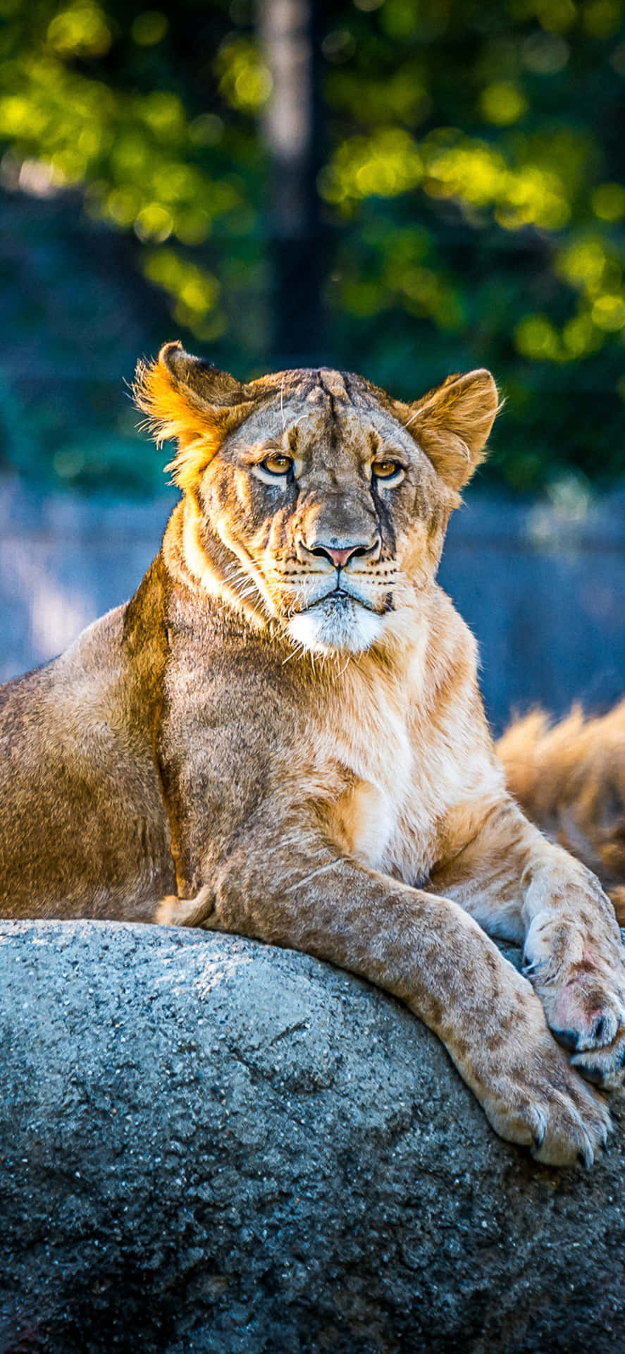 Watching Out For You - Animal Iphone Background